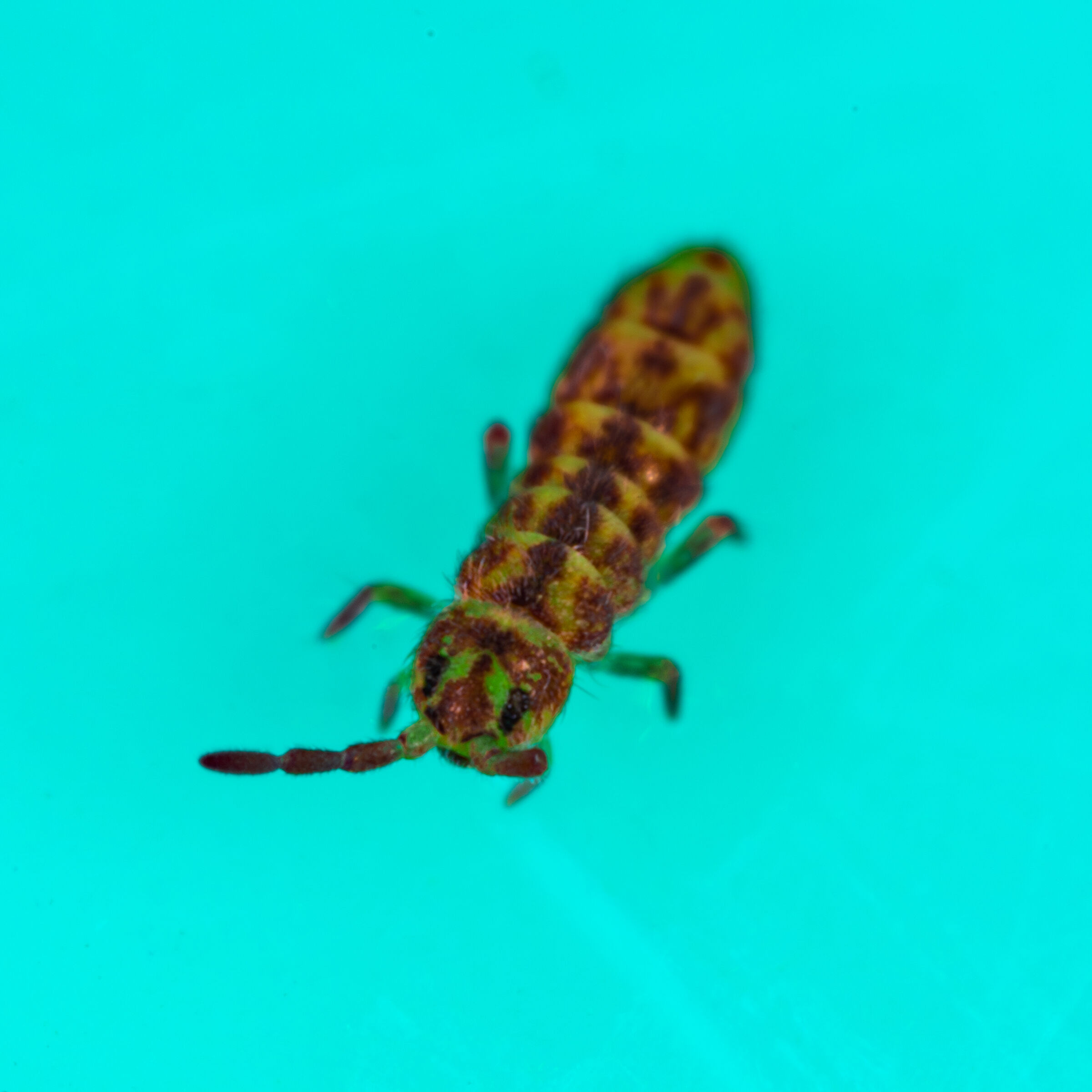 Springtail - Isotomurus pseudopalustris