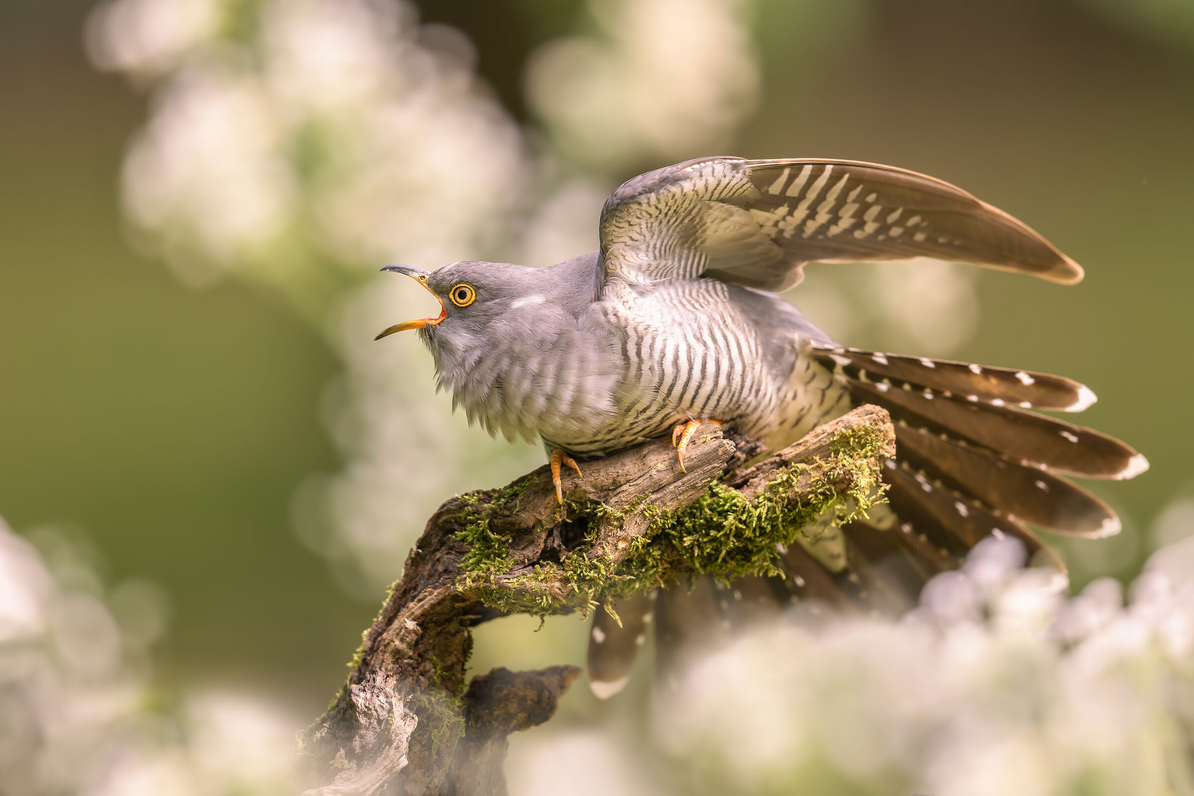l'urlo della vendetta :-)