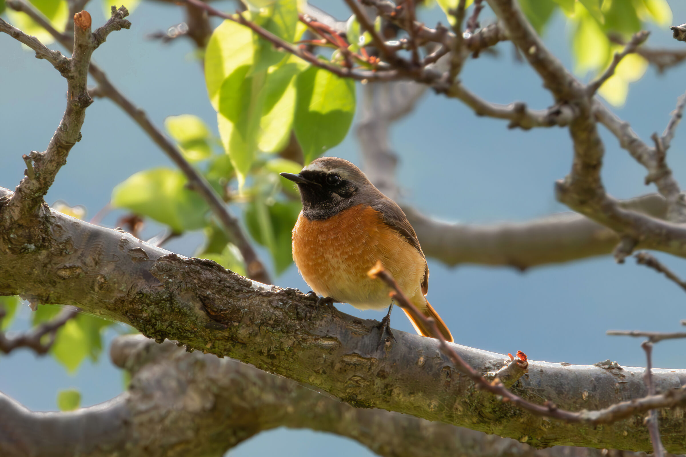 Redstart