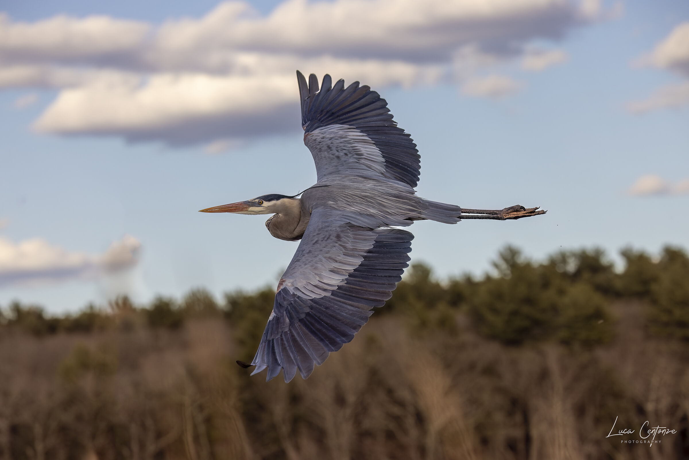 Great Blue Heron (Ardea herodias) in volo