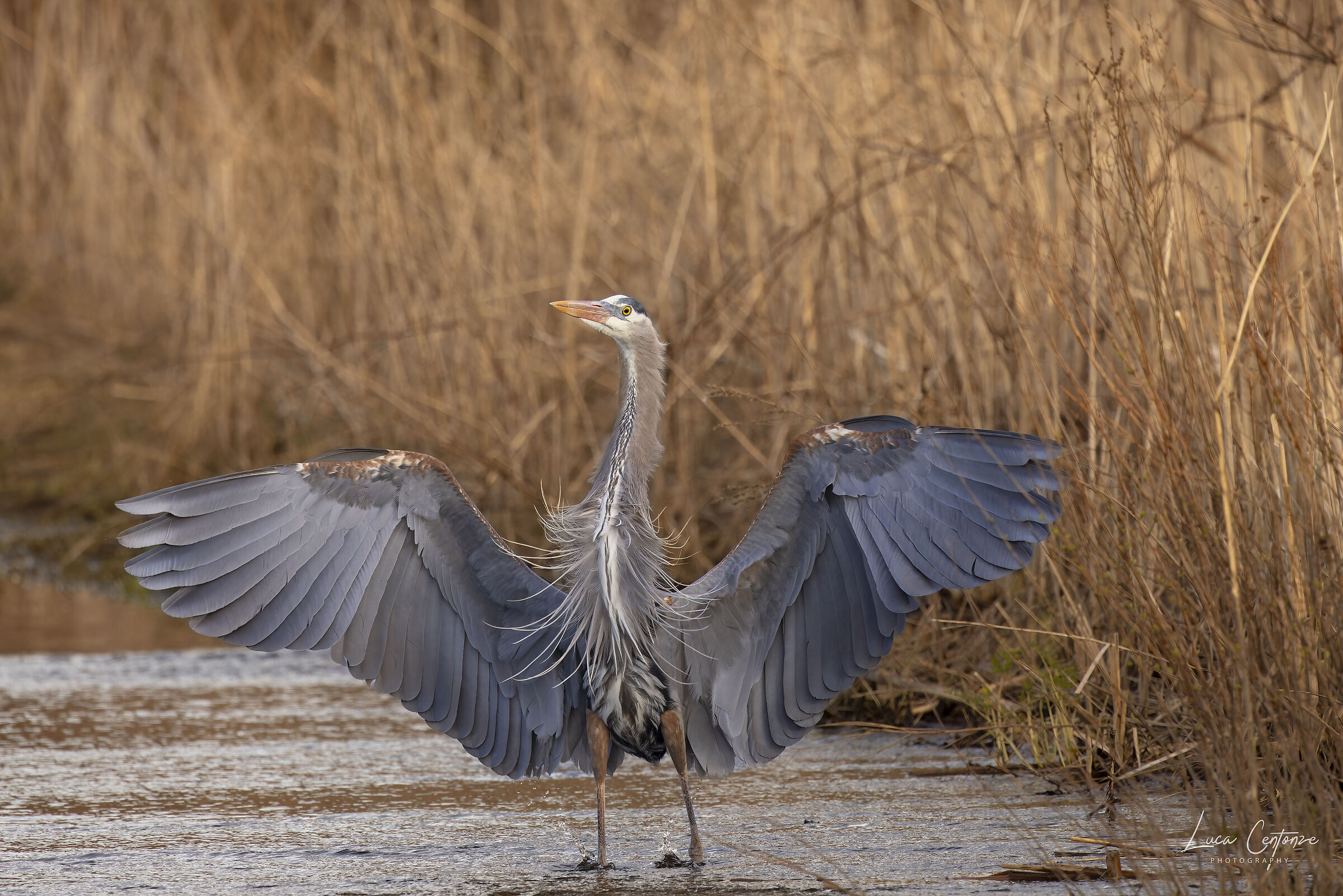 Great Blue Heron ad ali aperte