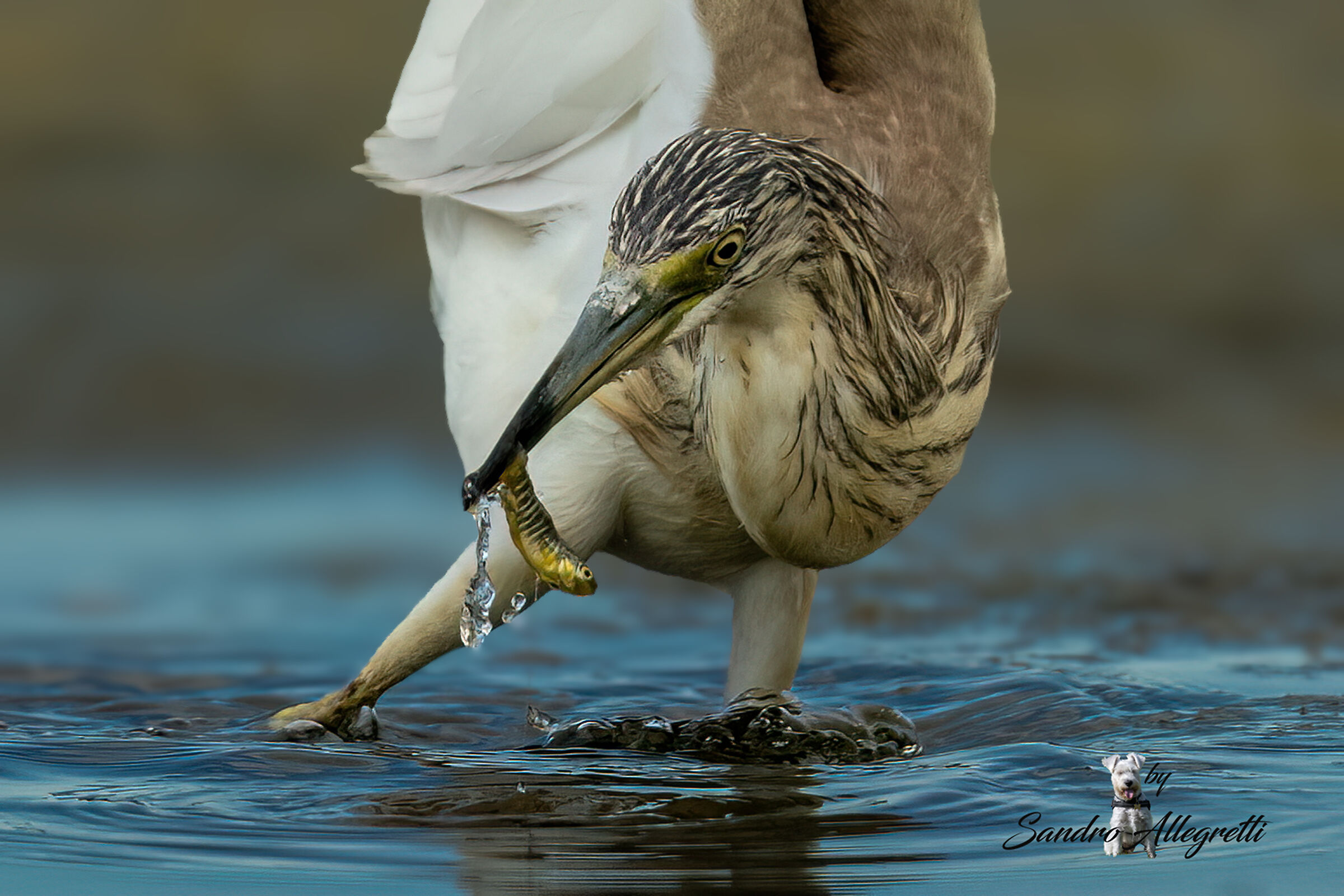 The squacco heron (Ardeola ralloides)