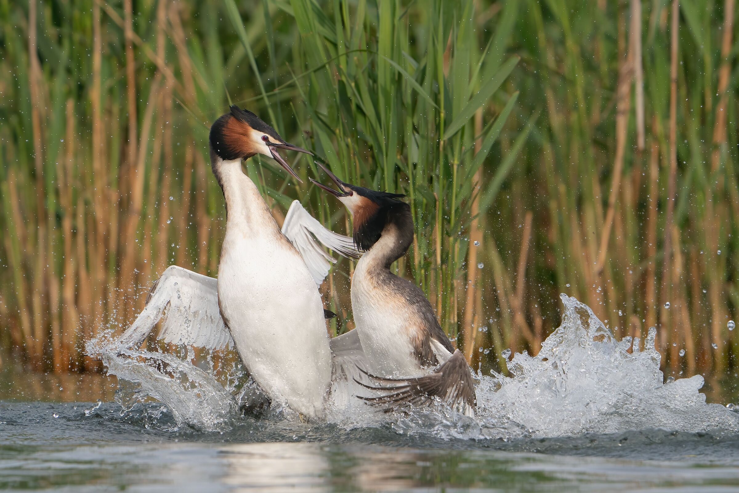 Great crested grebe