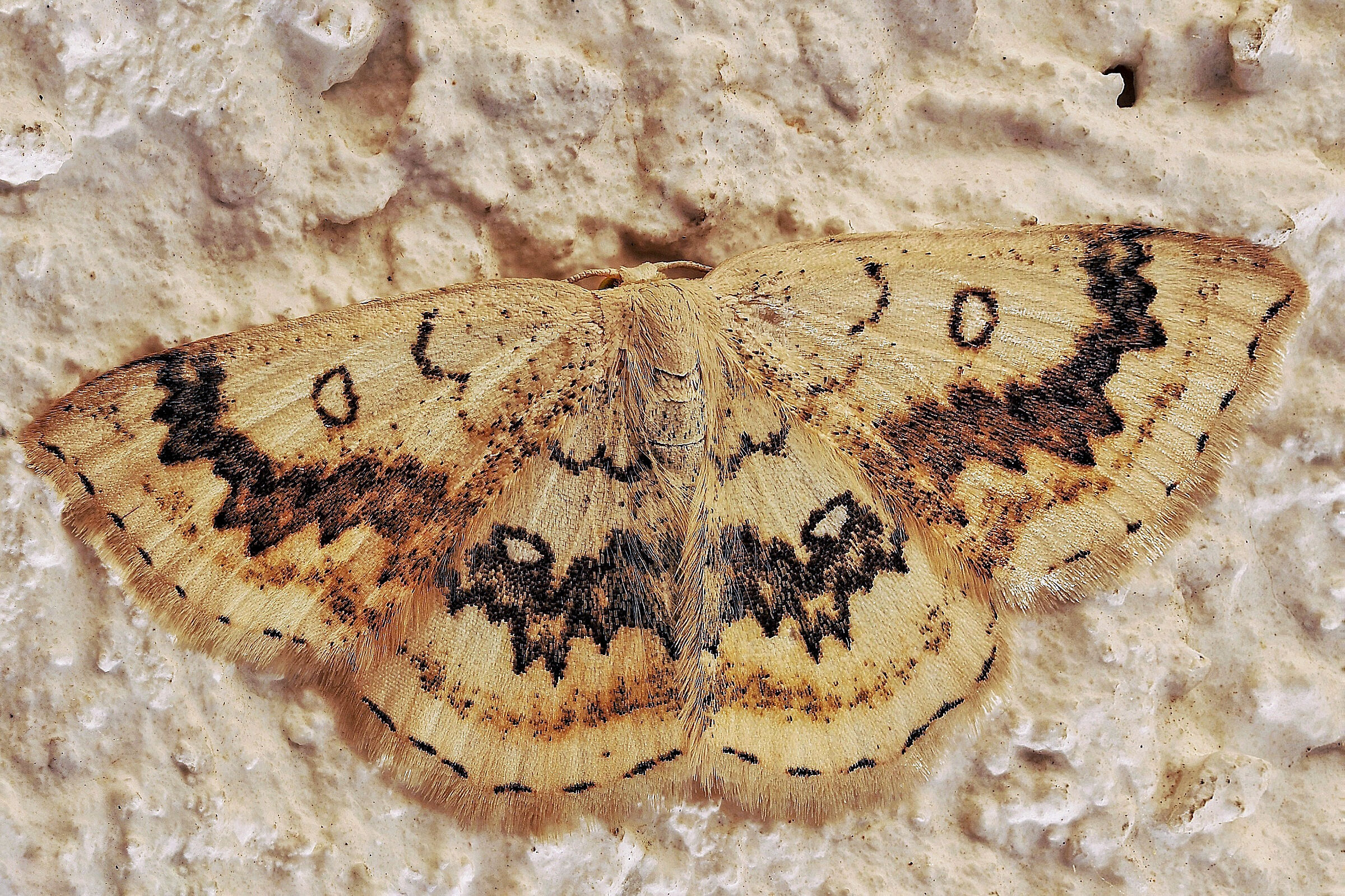 Cyclophora annularia