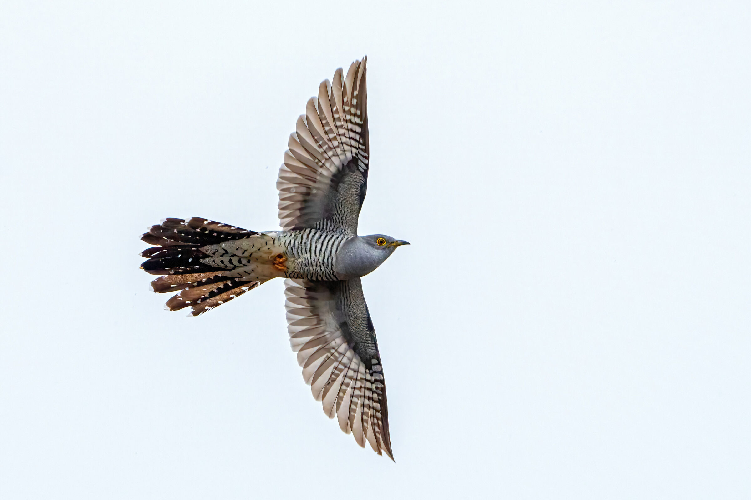 Cuculo euroasiatico (Cuculus canorus)