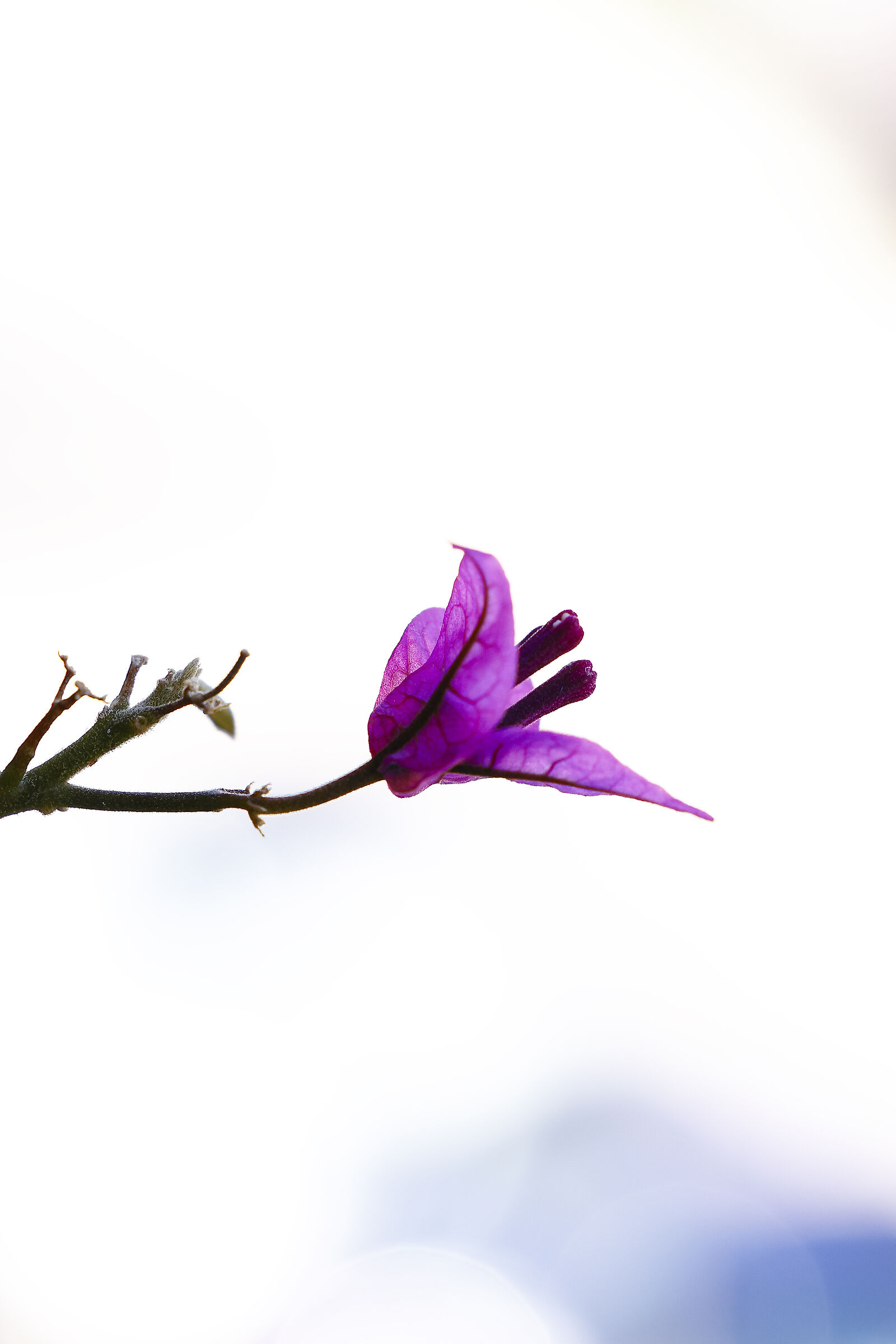 Inattesa, ma gradita.