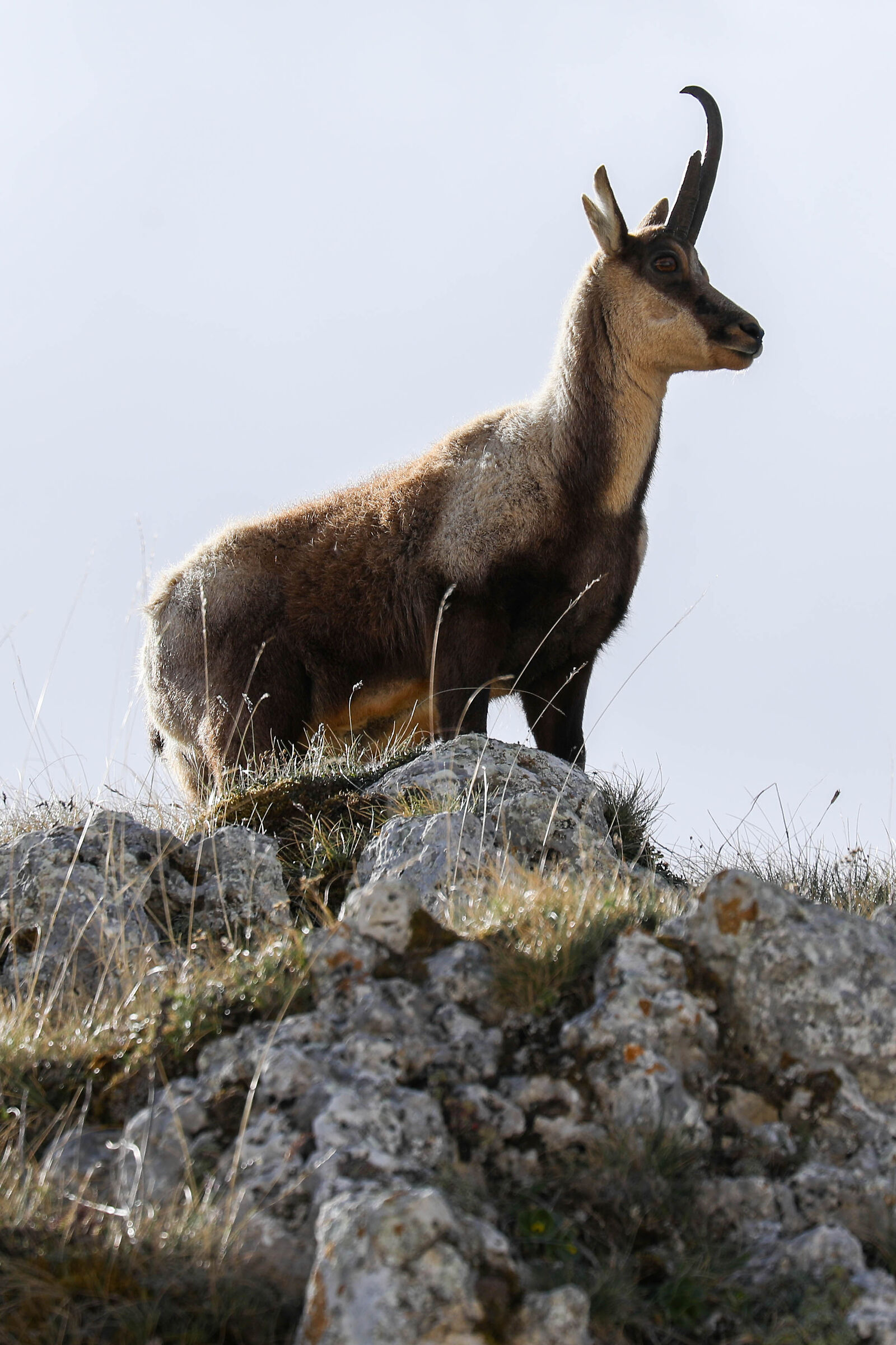Apennine chamois