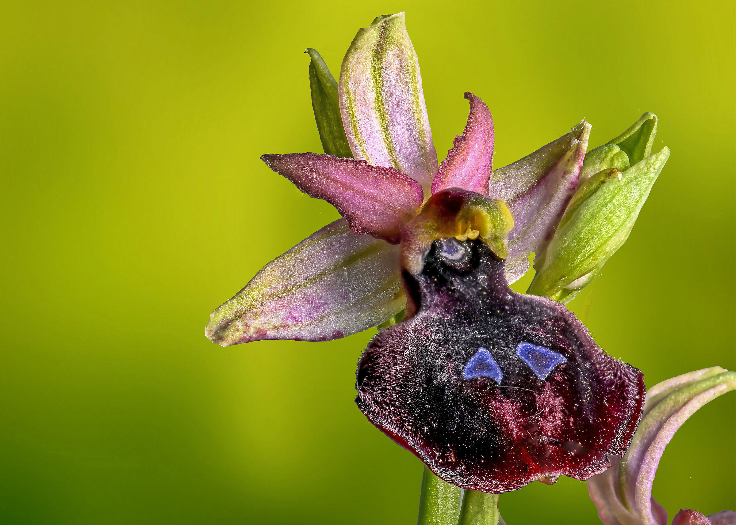 Ophrys ferrum equinum