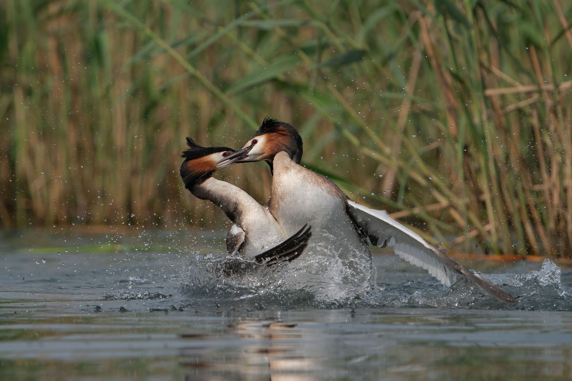 Great crested grebe