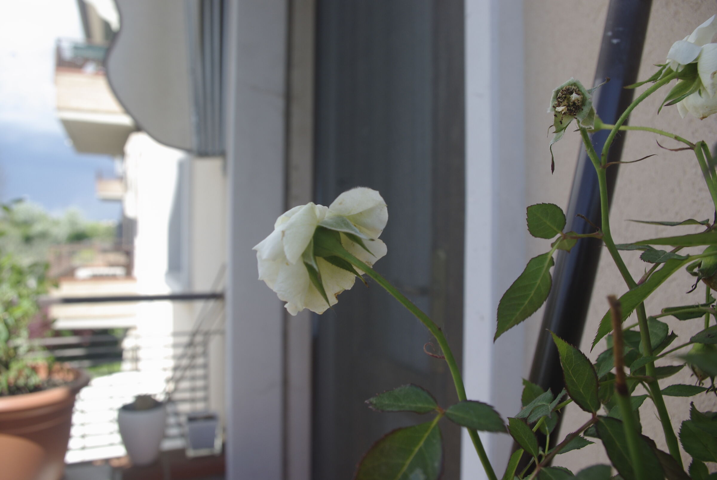 White Flower