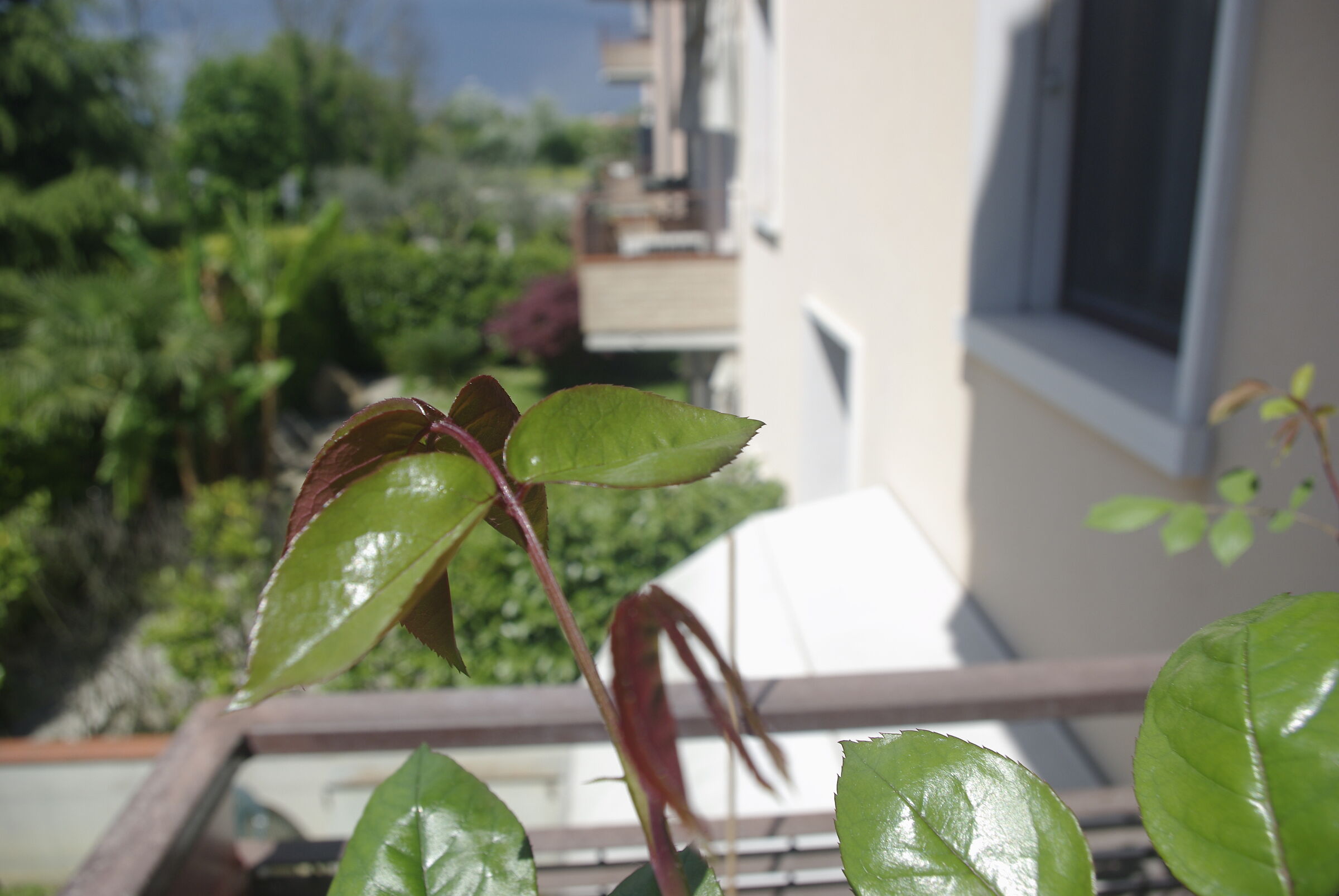 Green leaf with red borders