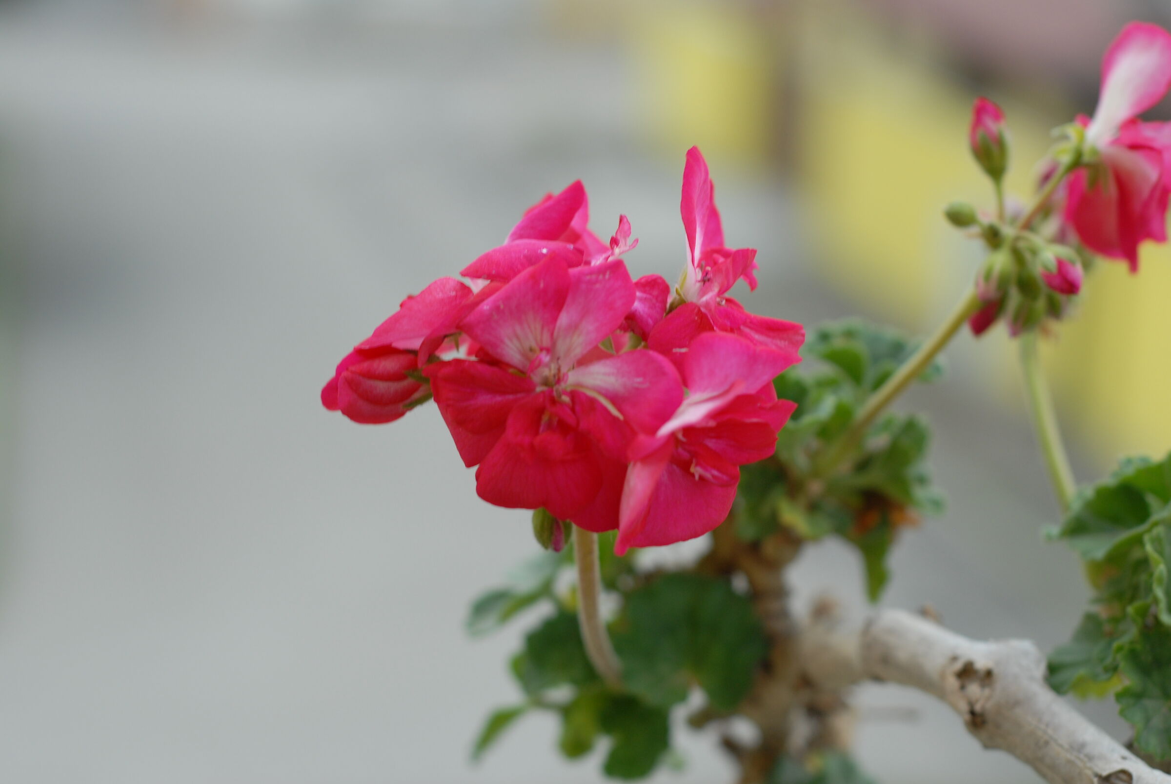 d200 jpeg non editato