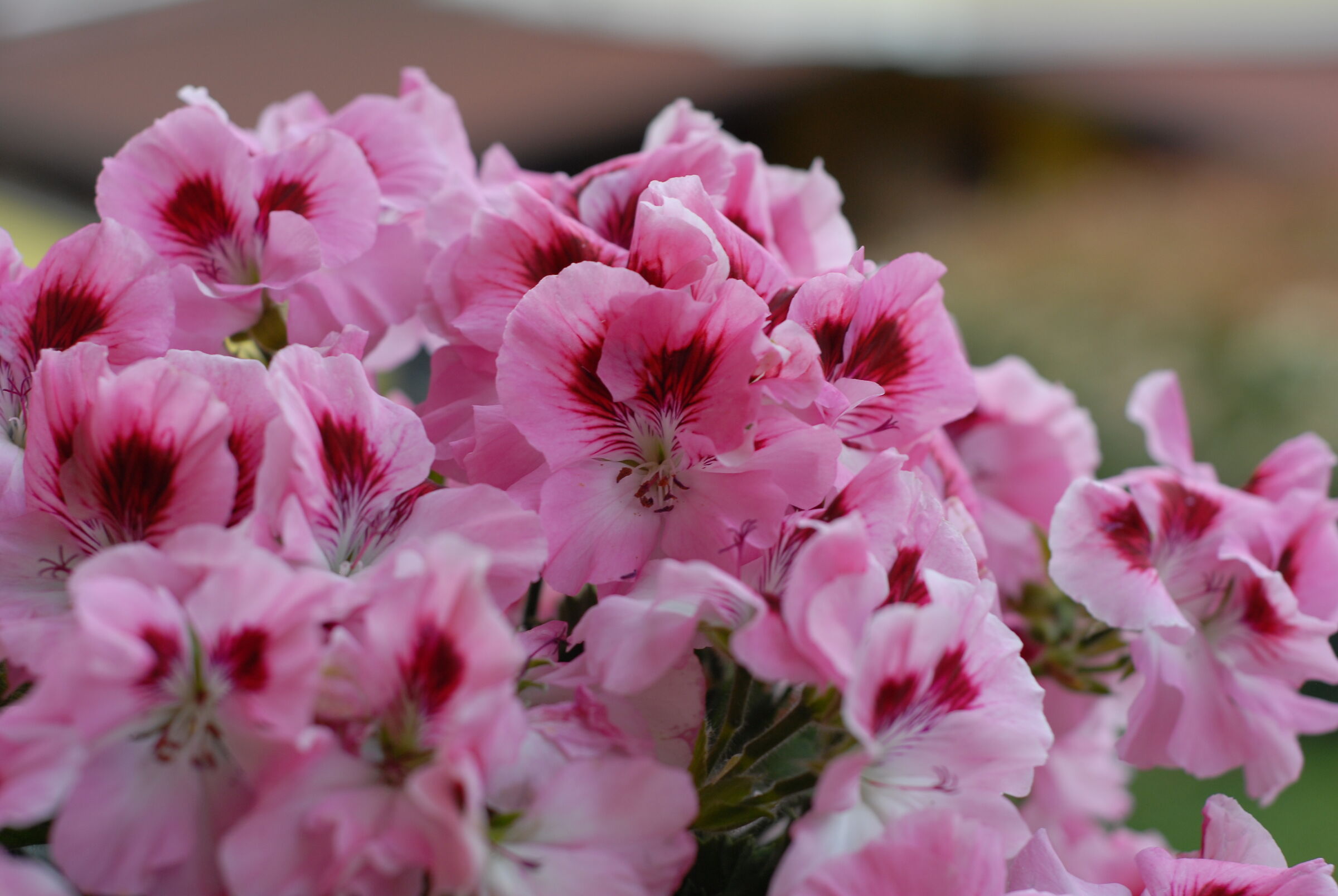 d200 jpeg non editato