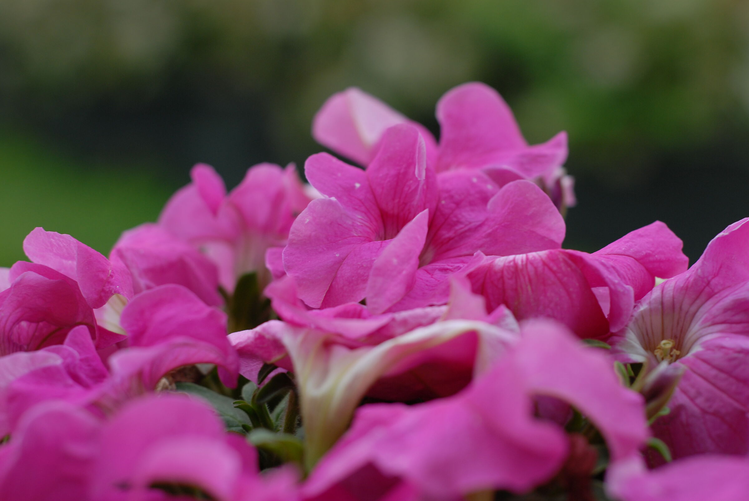 d200 jpeg non editato