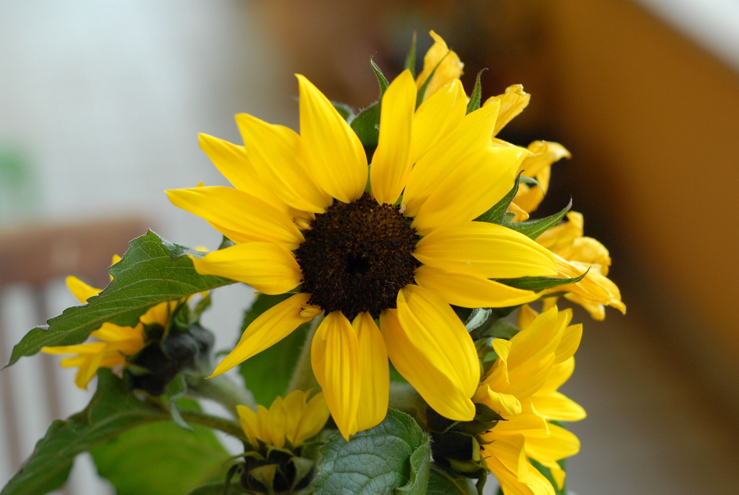 d200 jpeg non editato