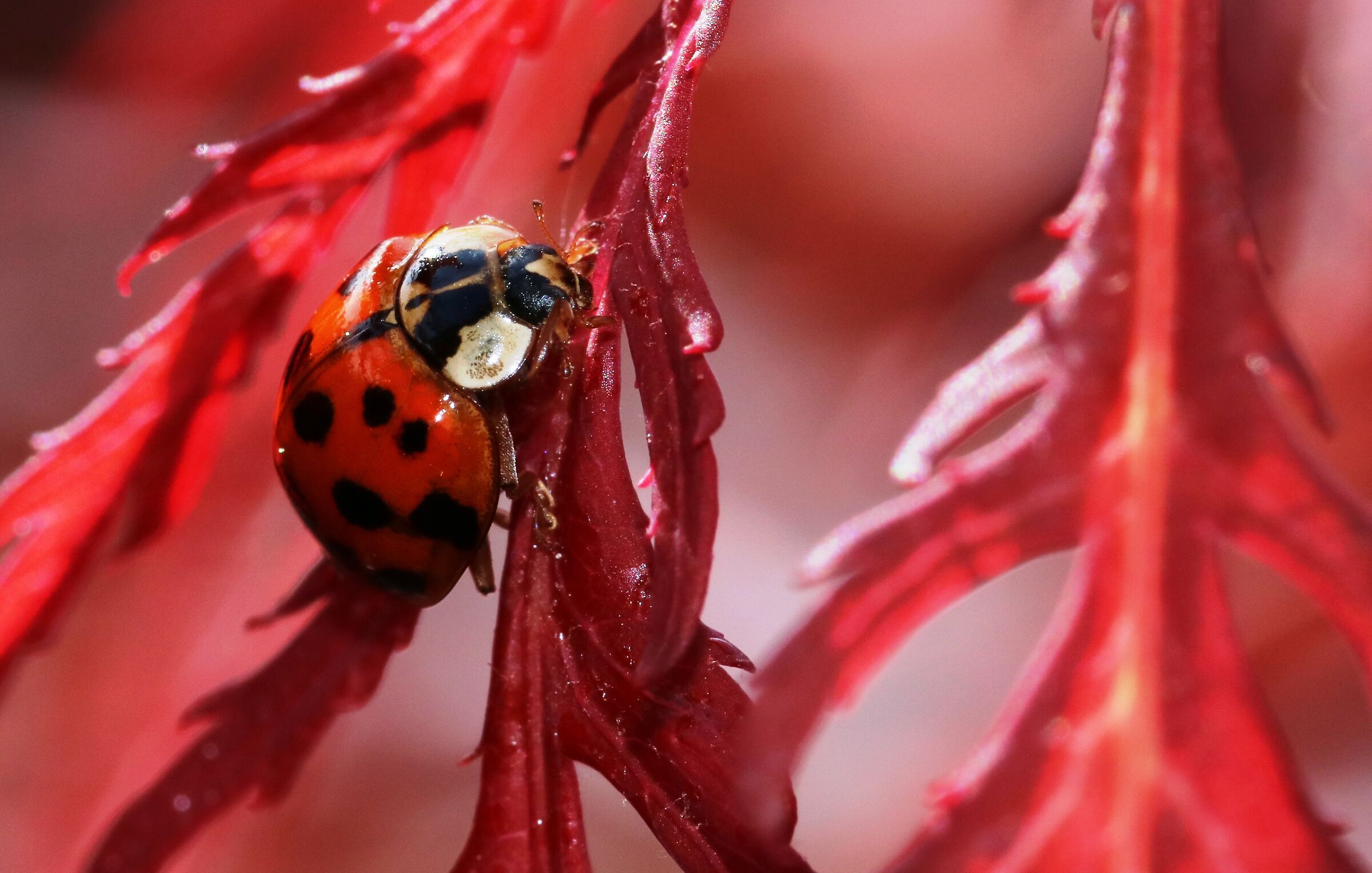 ladybird