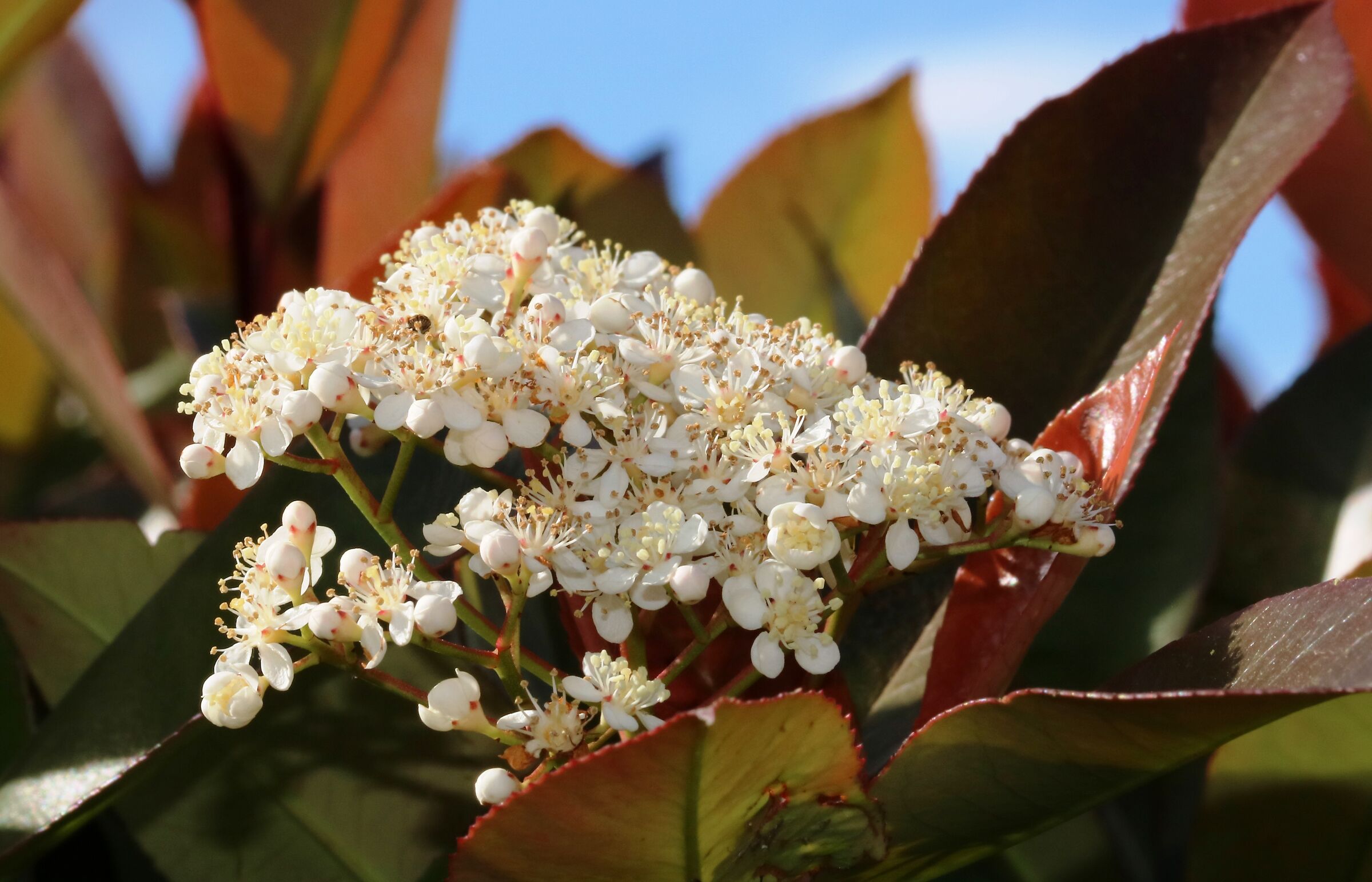 Photinia flowers
