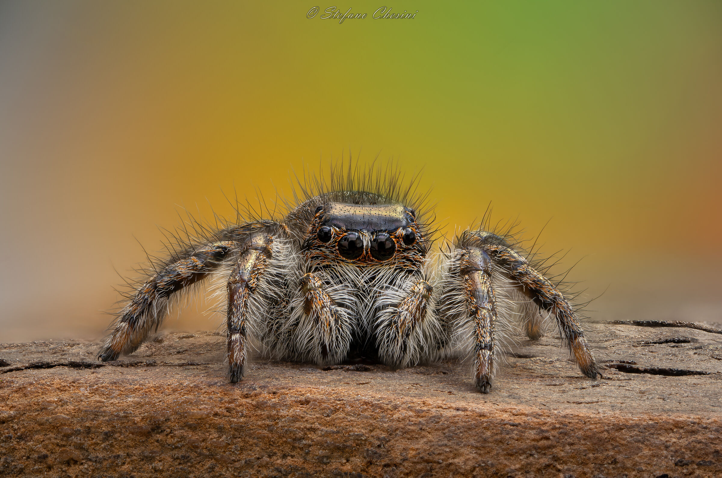 Jumping Spider 3