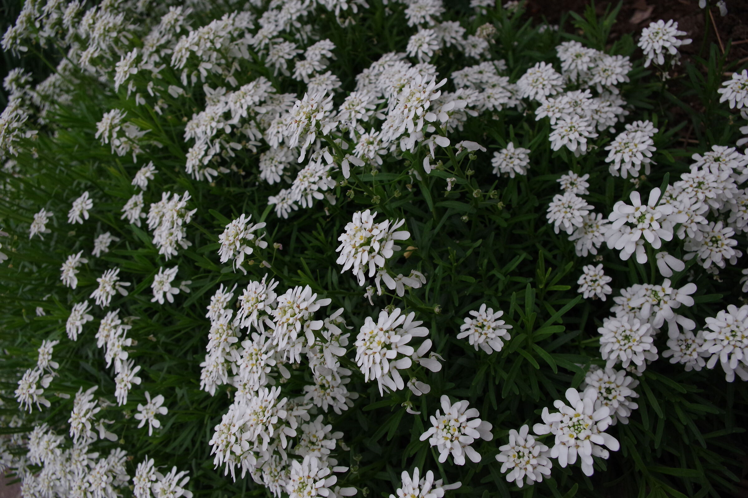 Campo fiorito, primavera!