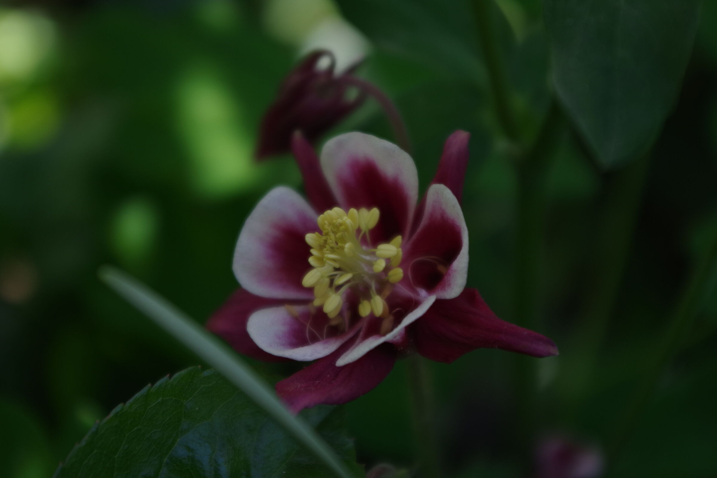 Aquilegia solitaria all'ombra.