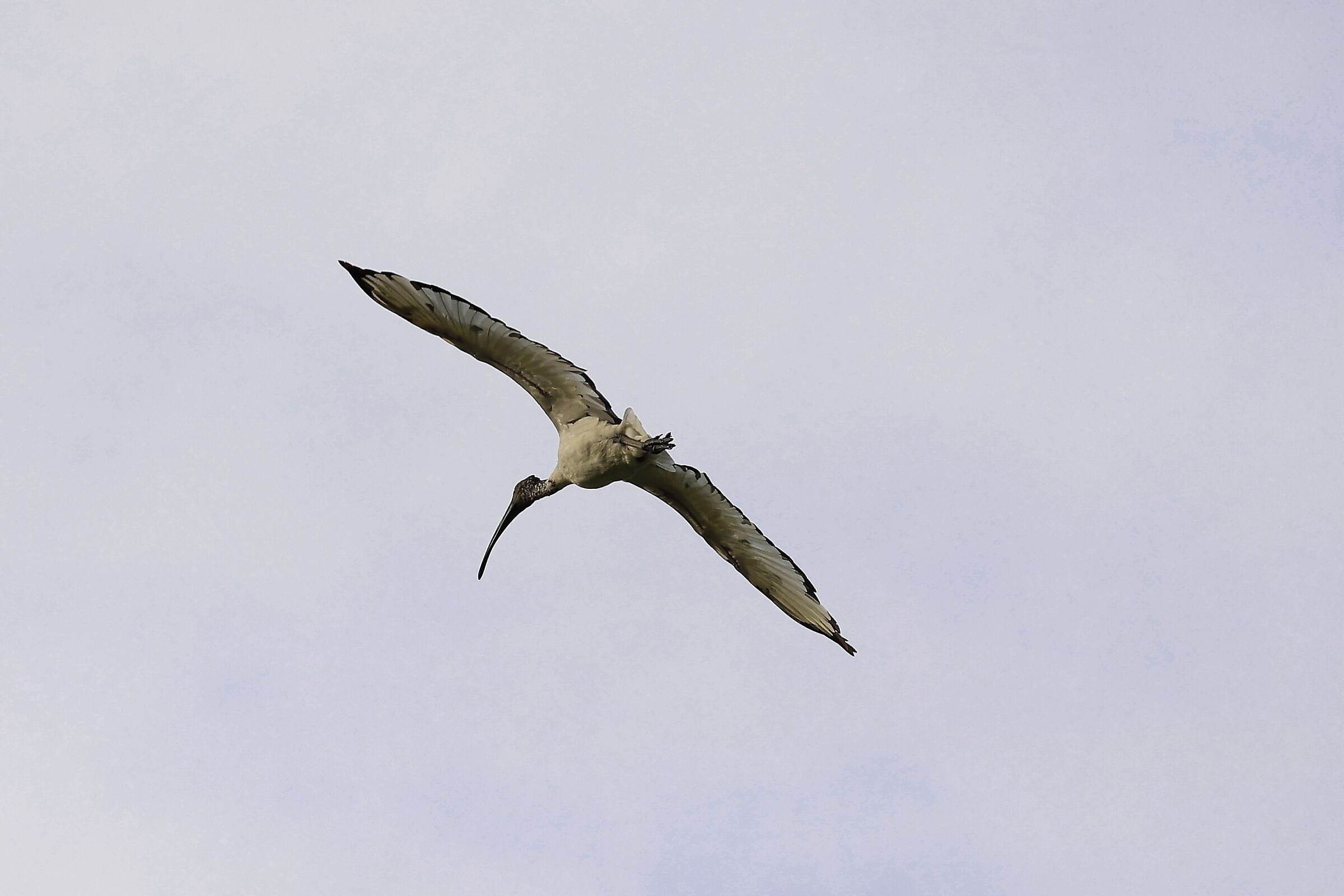 Ibis