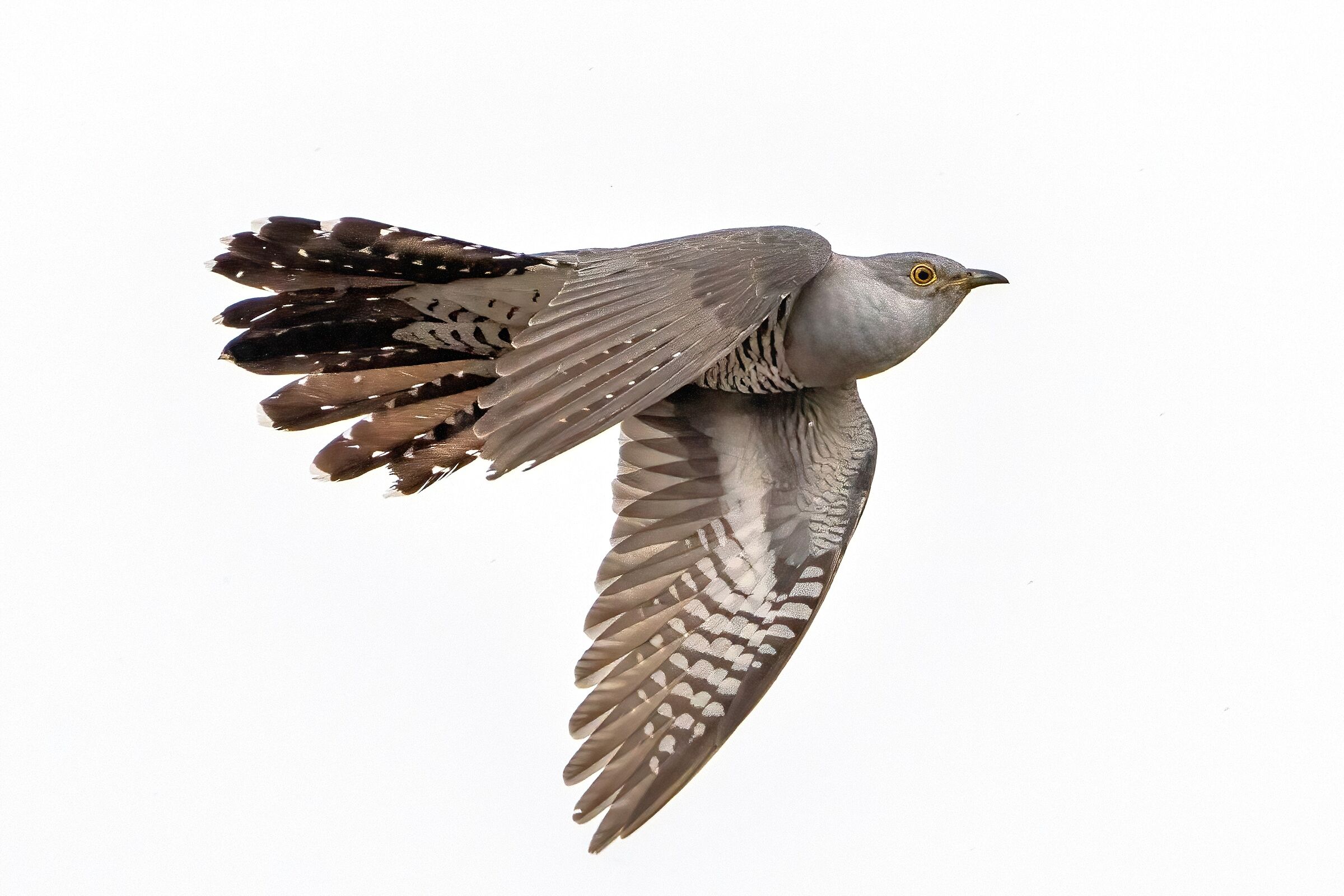 Cuculo (Cuculus canorus)