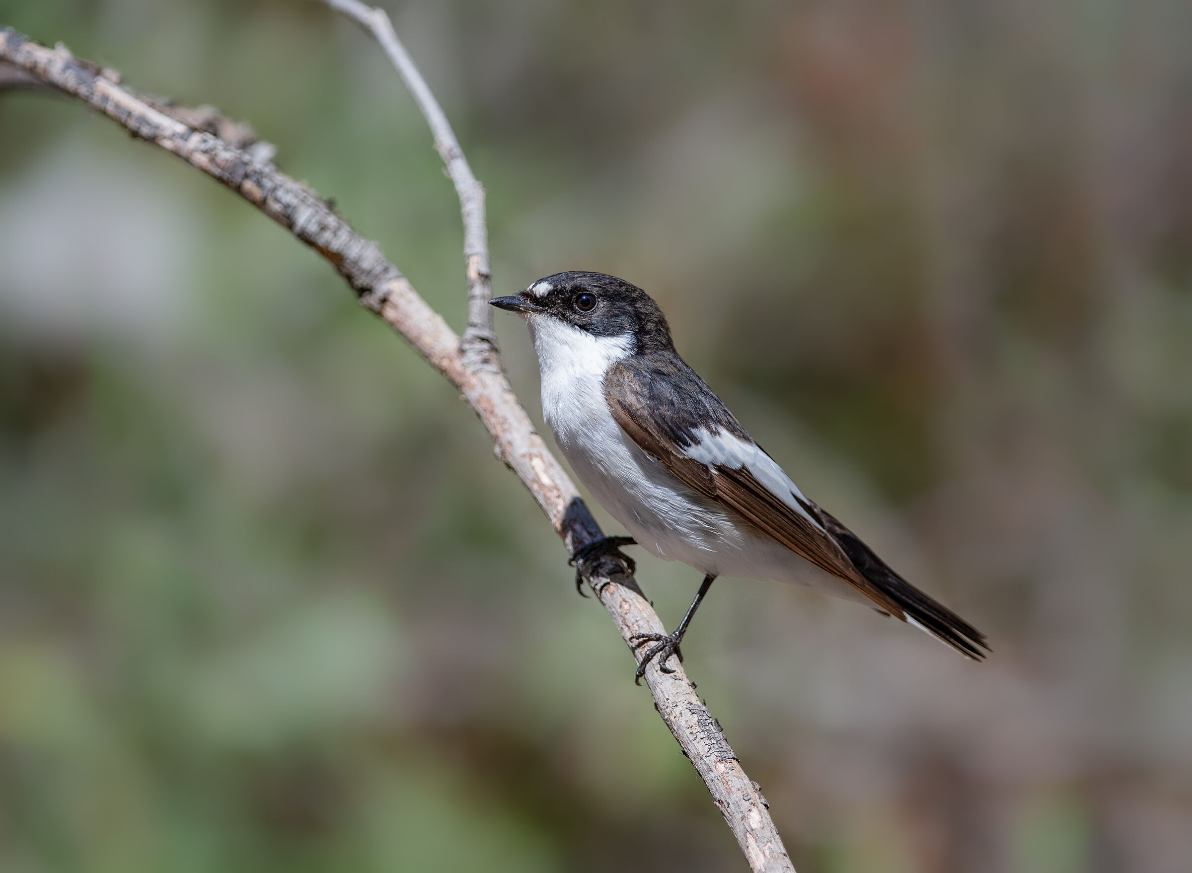 Black Flycatcher (M)