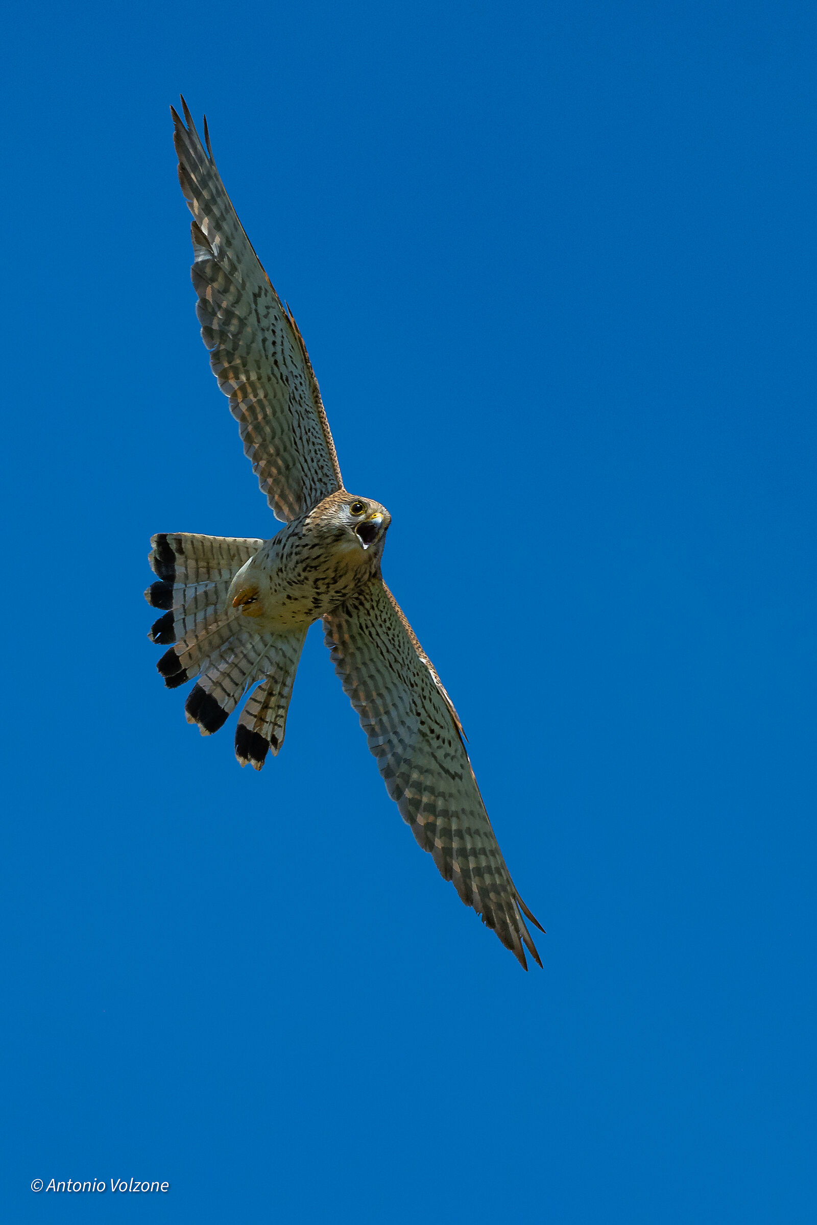 Kestrel