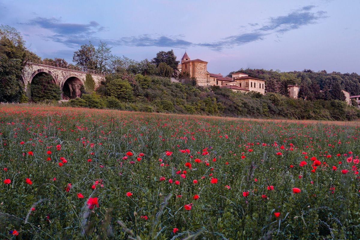 You know that poppies are high high high?