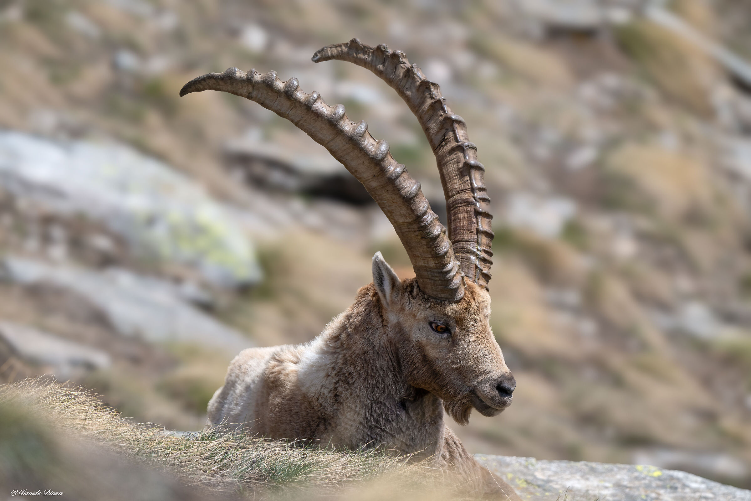 Ibex - Gran Paradiso National Park