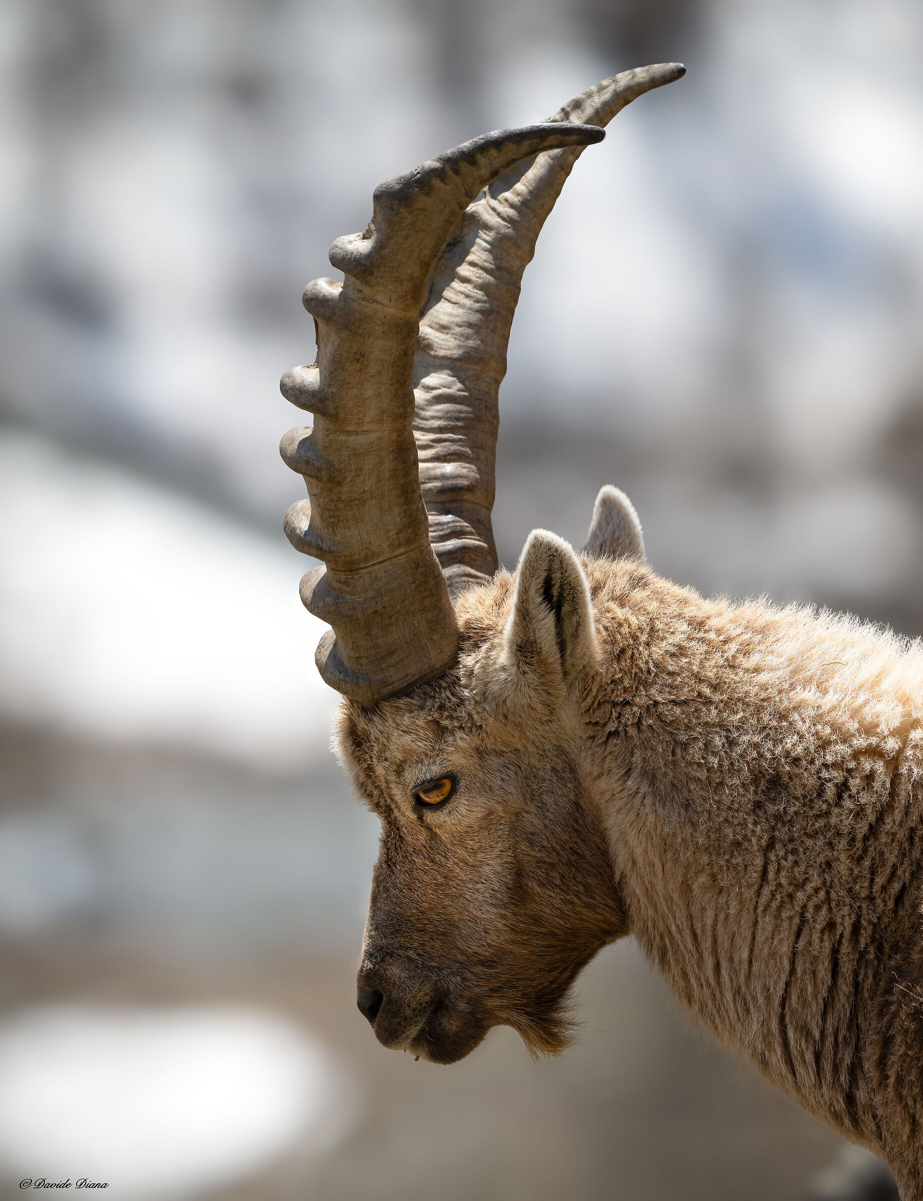 Ibex - Gran Paradiso National Park