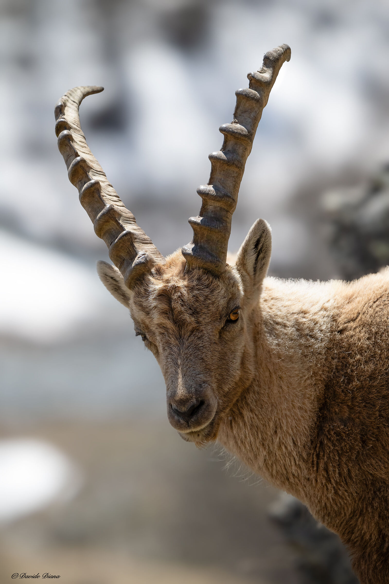 Ibex - Gran Paradiso National Park