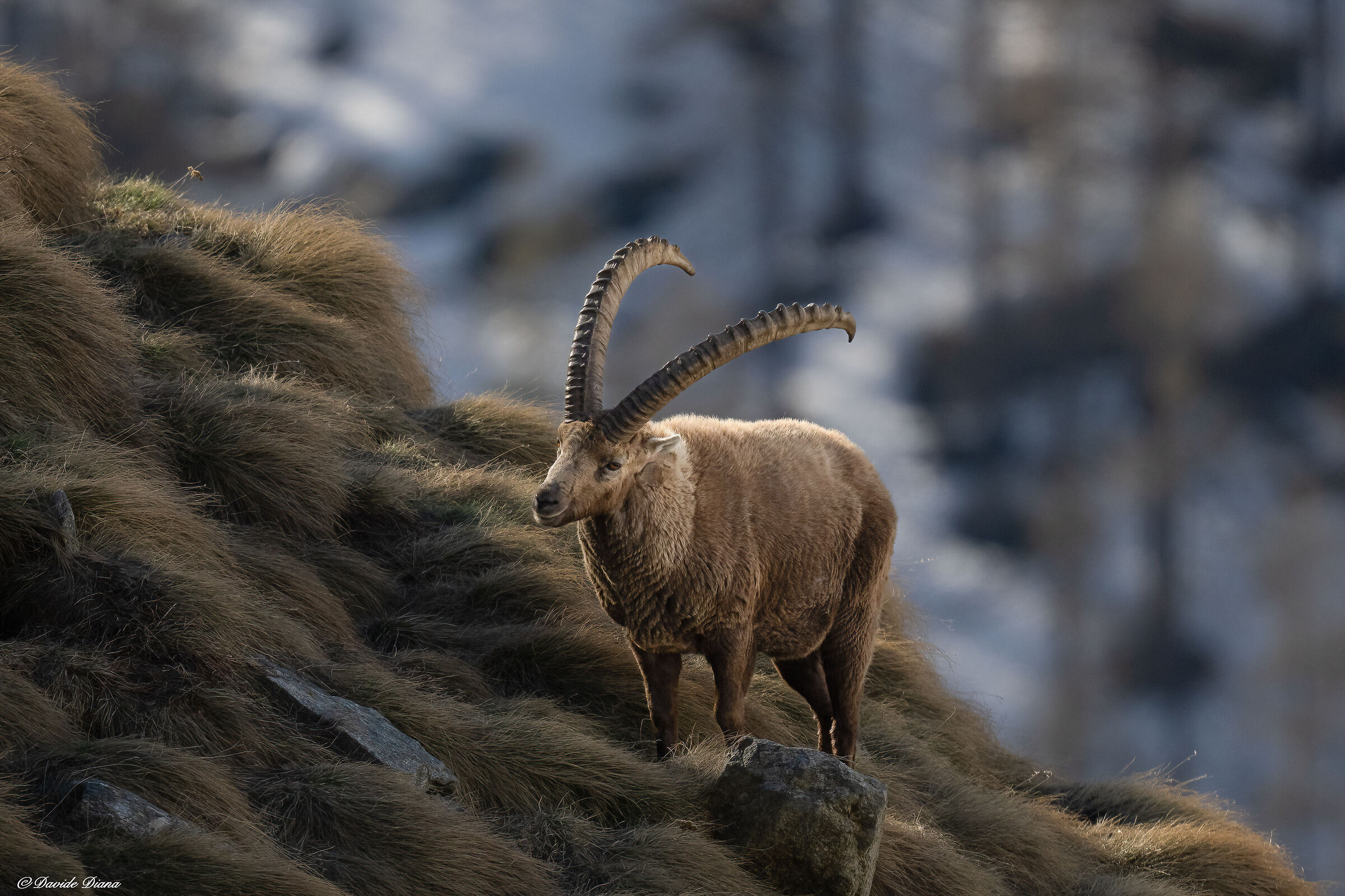 Ibex - Gran Paradiso National Park