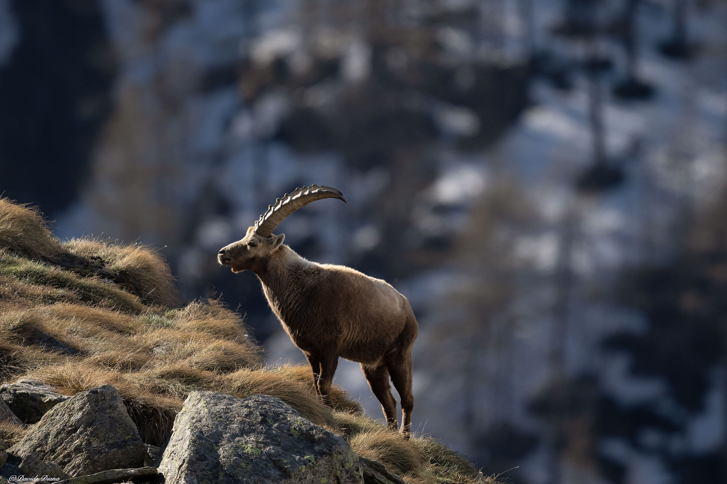 Ibex - Gran Paradiso National Park