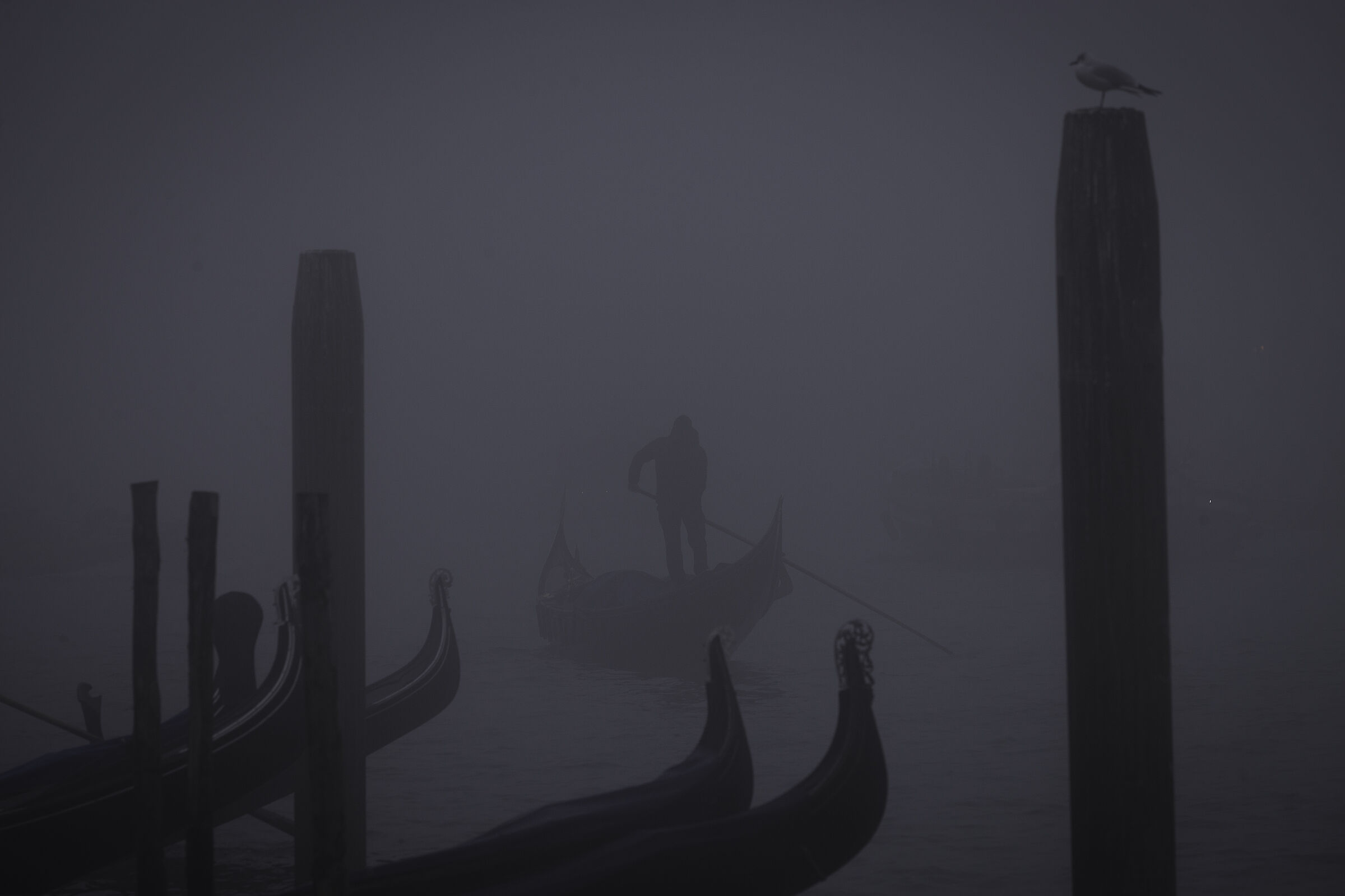 Il gondoliere e la gabbianella