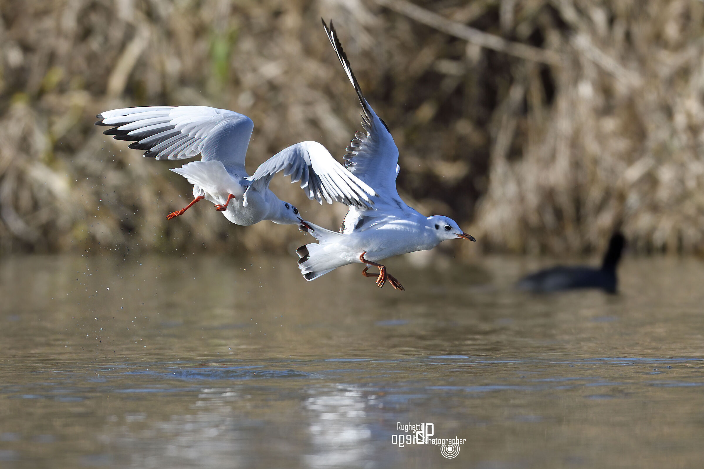 Gulls