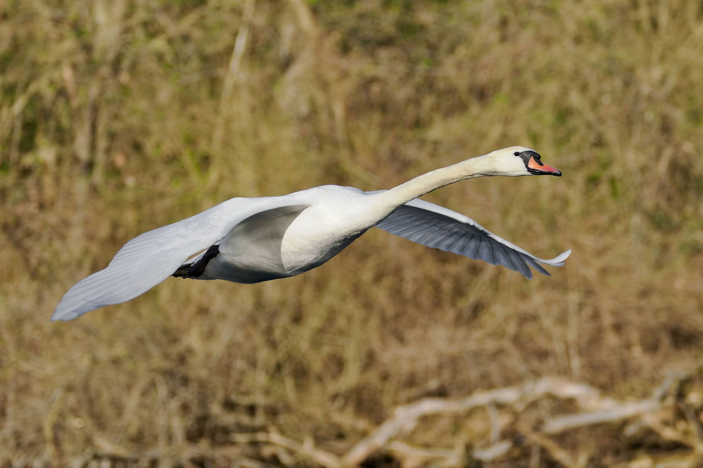 Mute swan