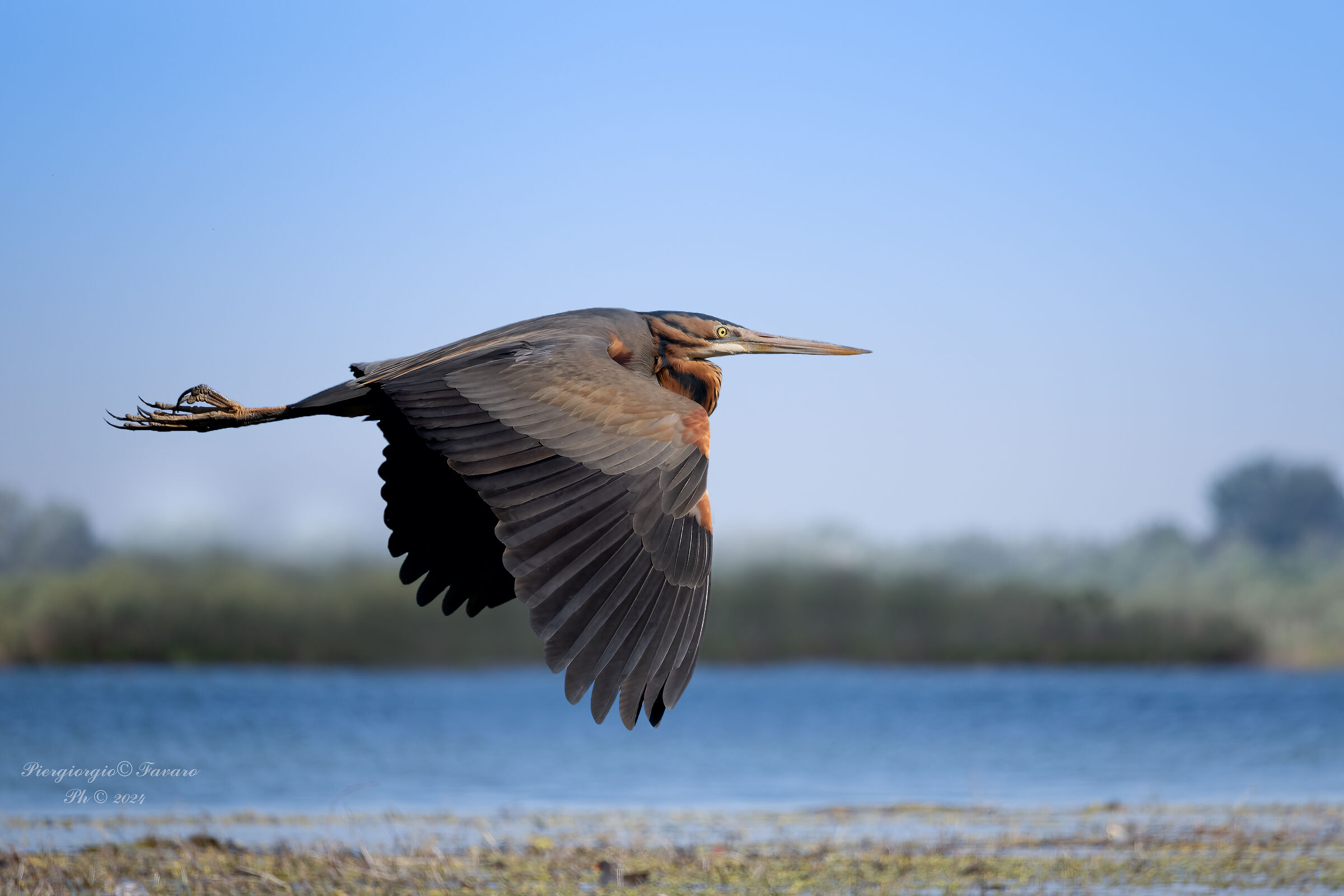 Purple heron