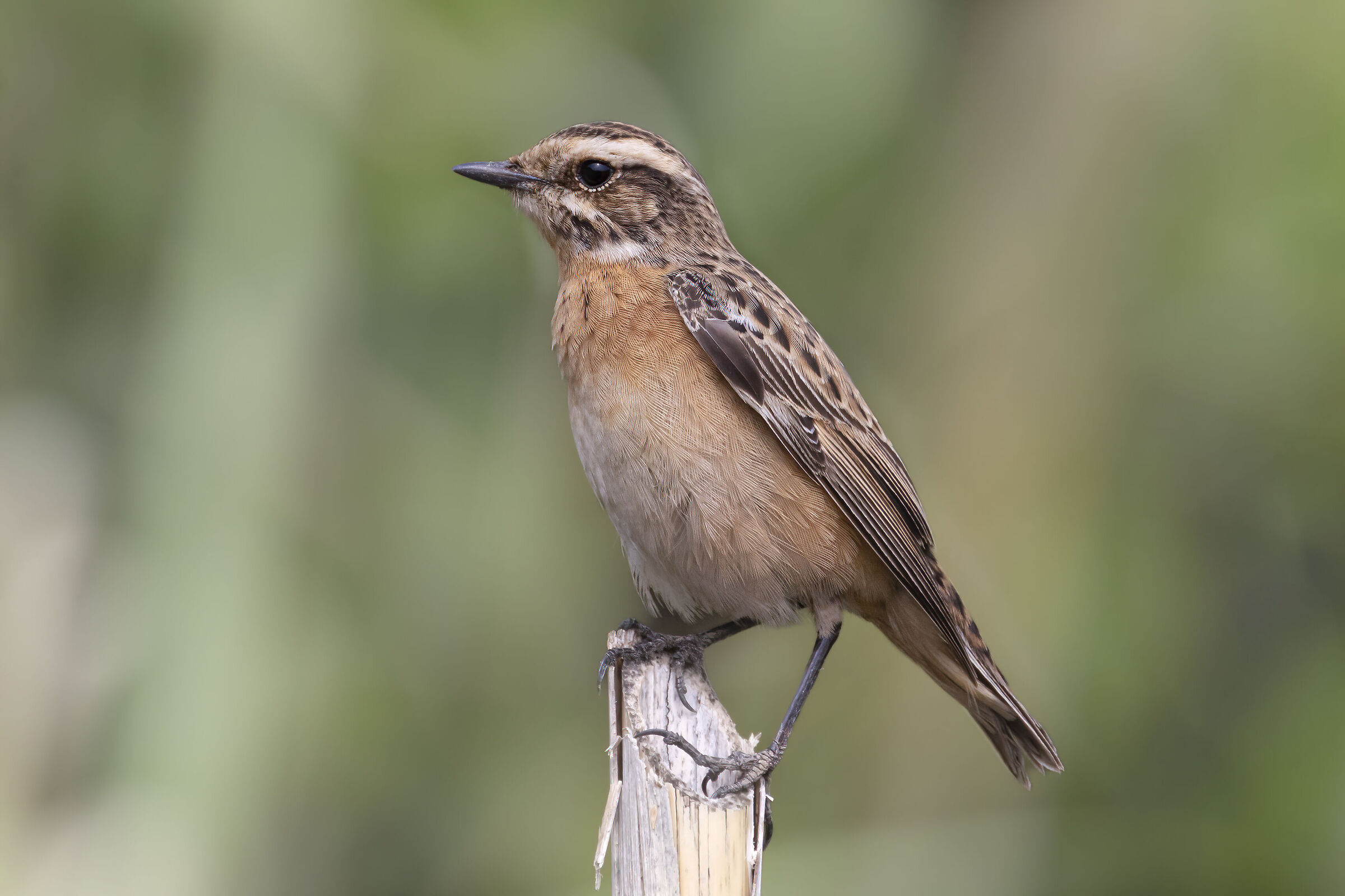 stiaccino a ventotene aprile 2024
