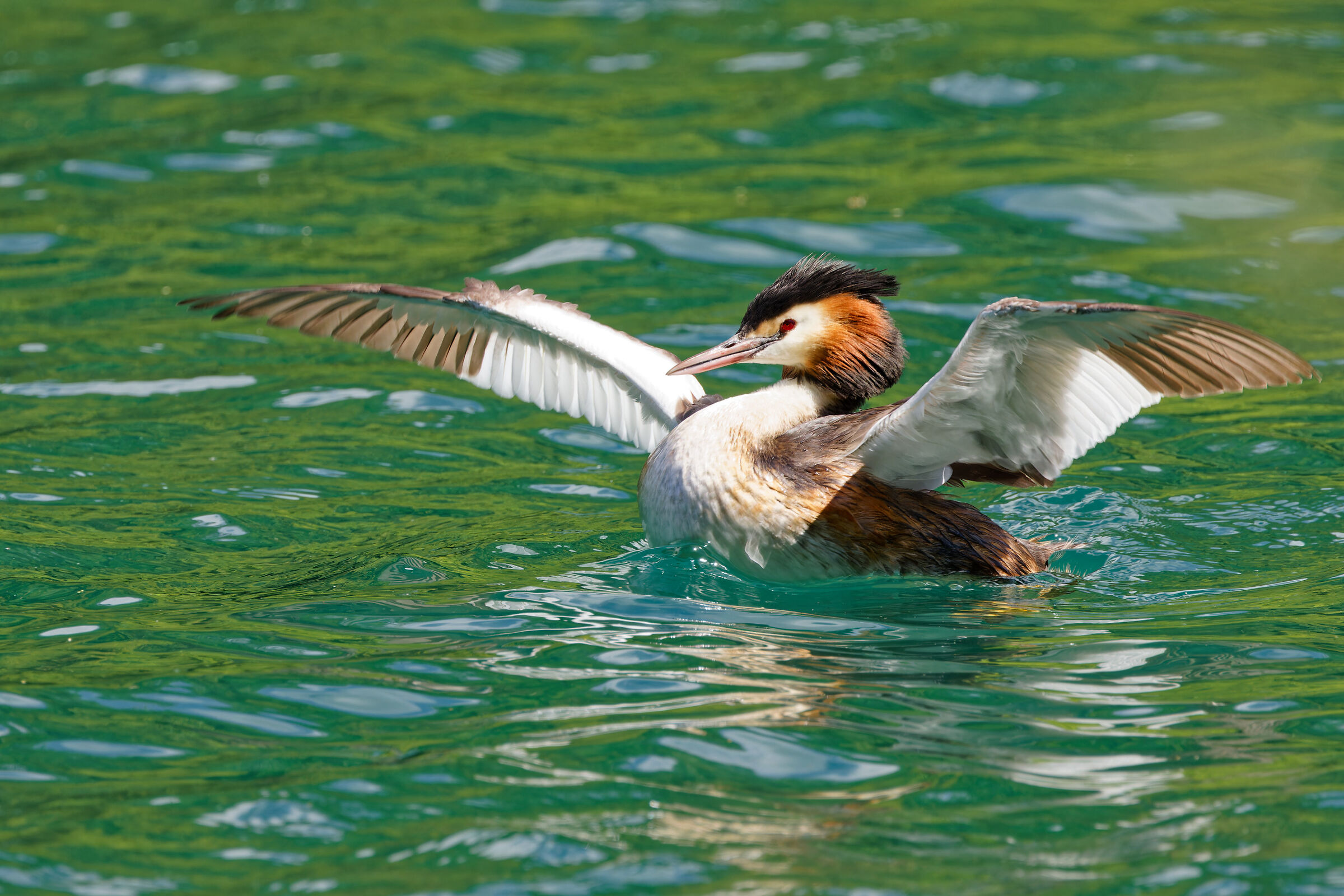 Great Crested Grebe - Podiceps Cristatus
