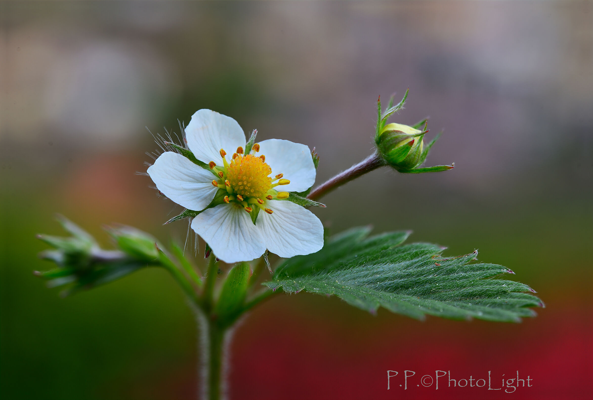 Strawberry flower