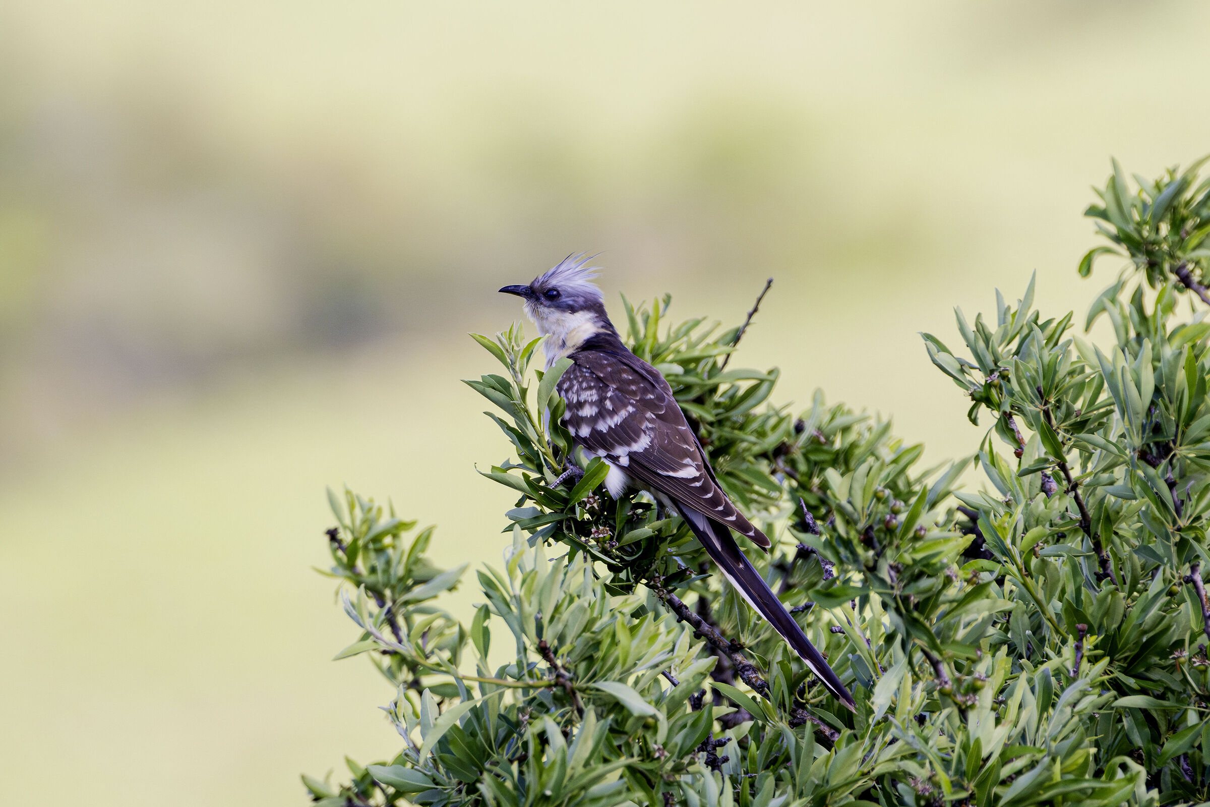 Clamator glandarius (cuculo dalciuffo)