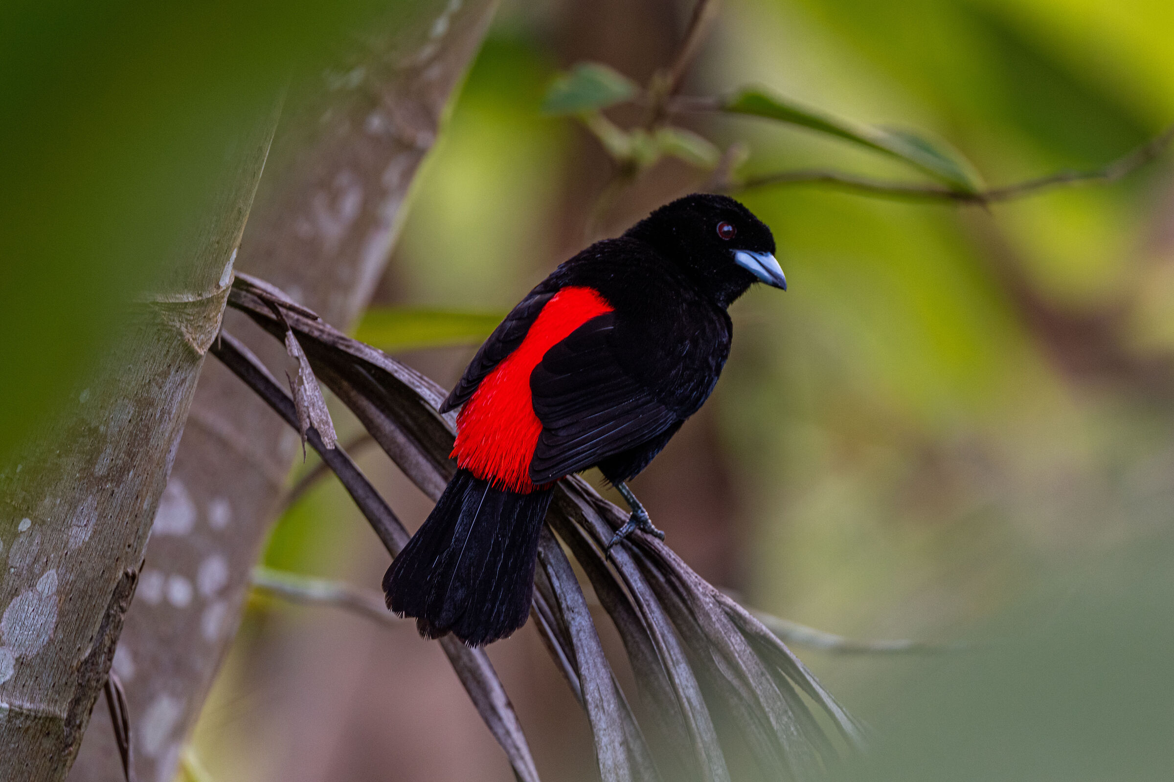 Ramphocelus passerinii