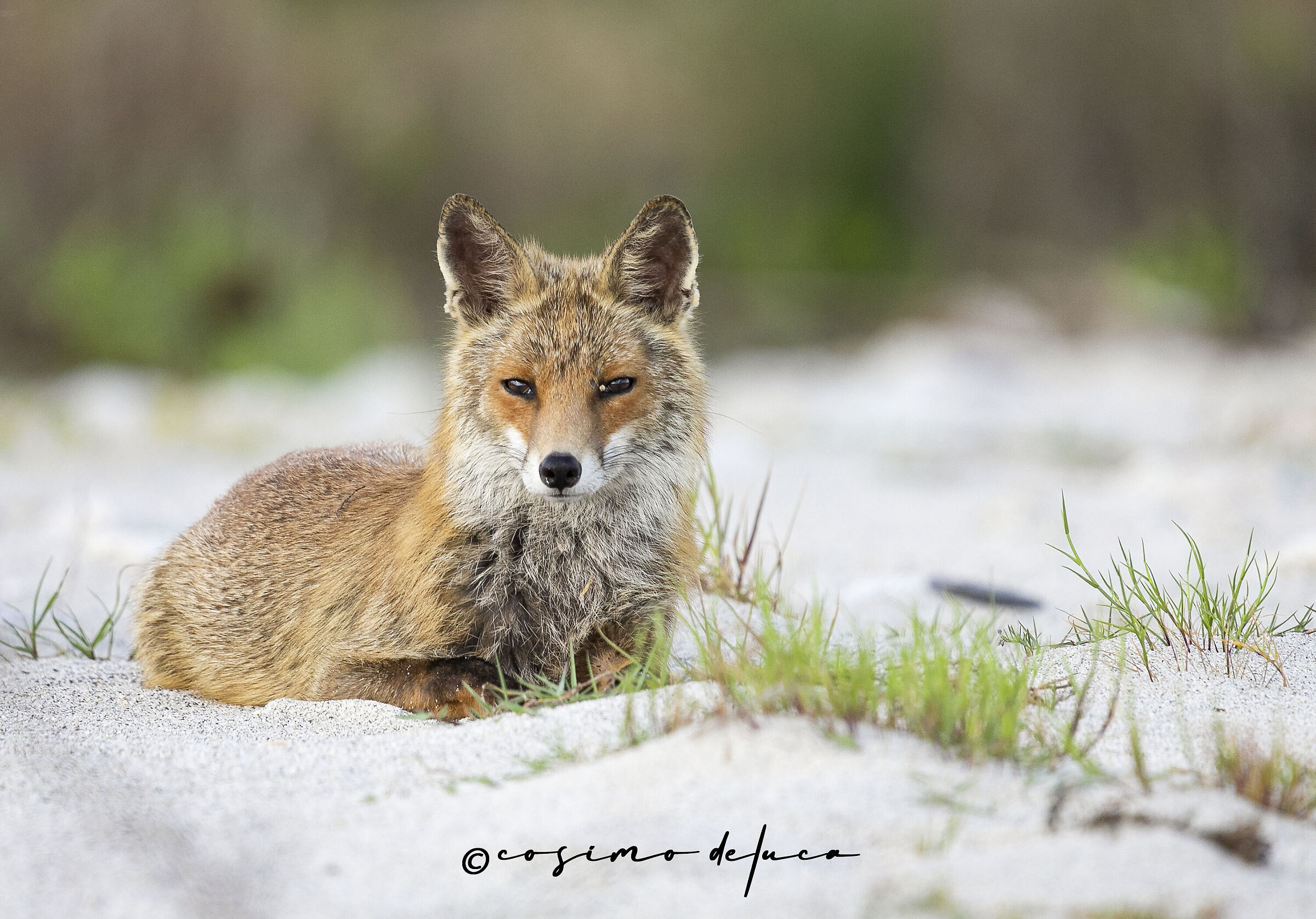 Fox in the sand dunes