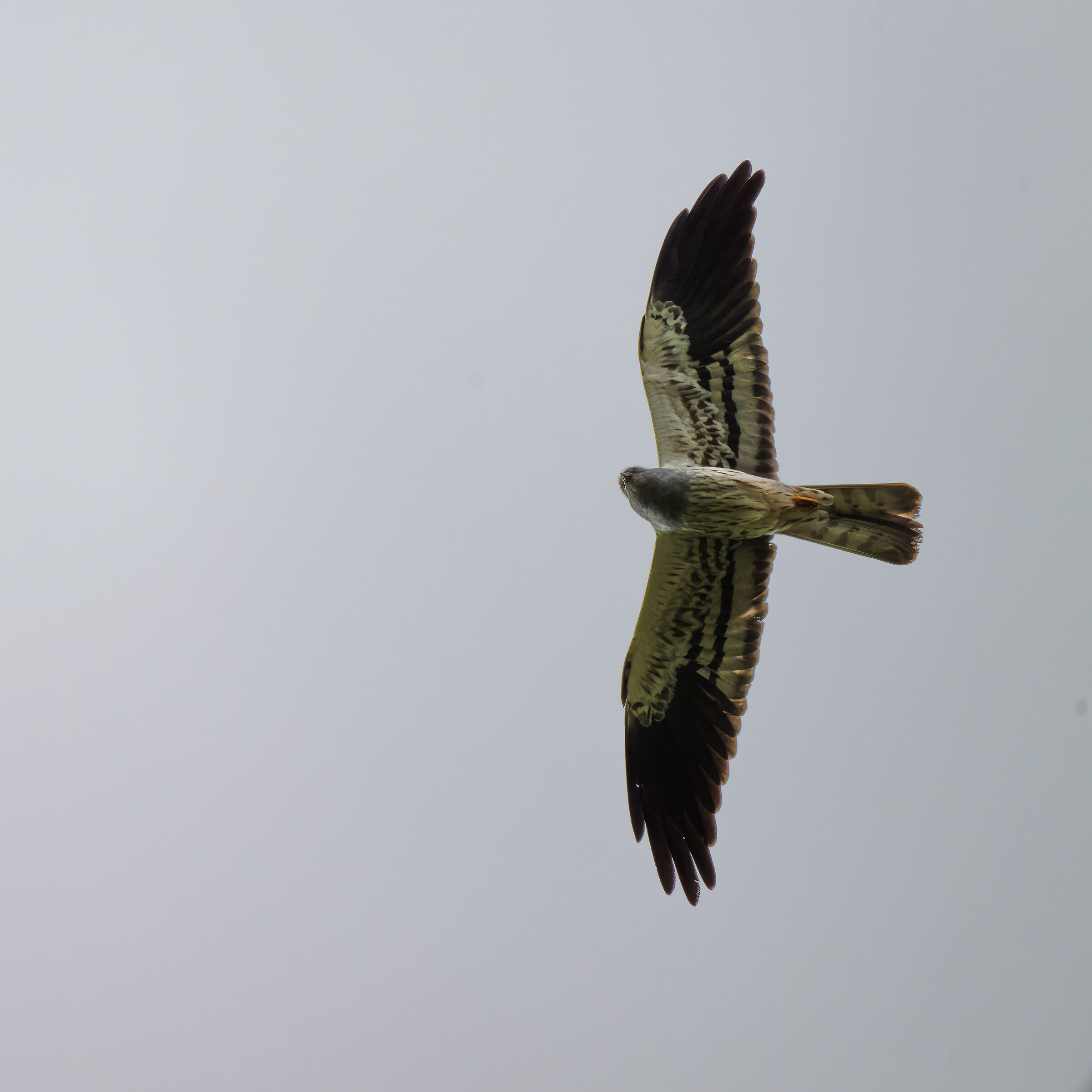 Hen harrier