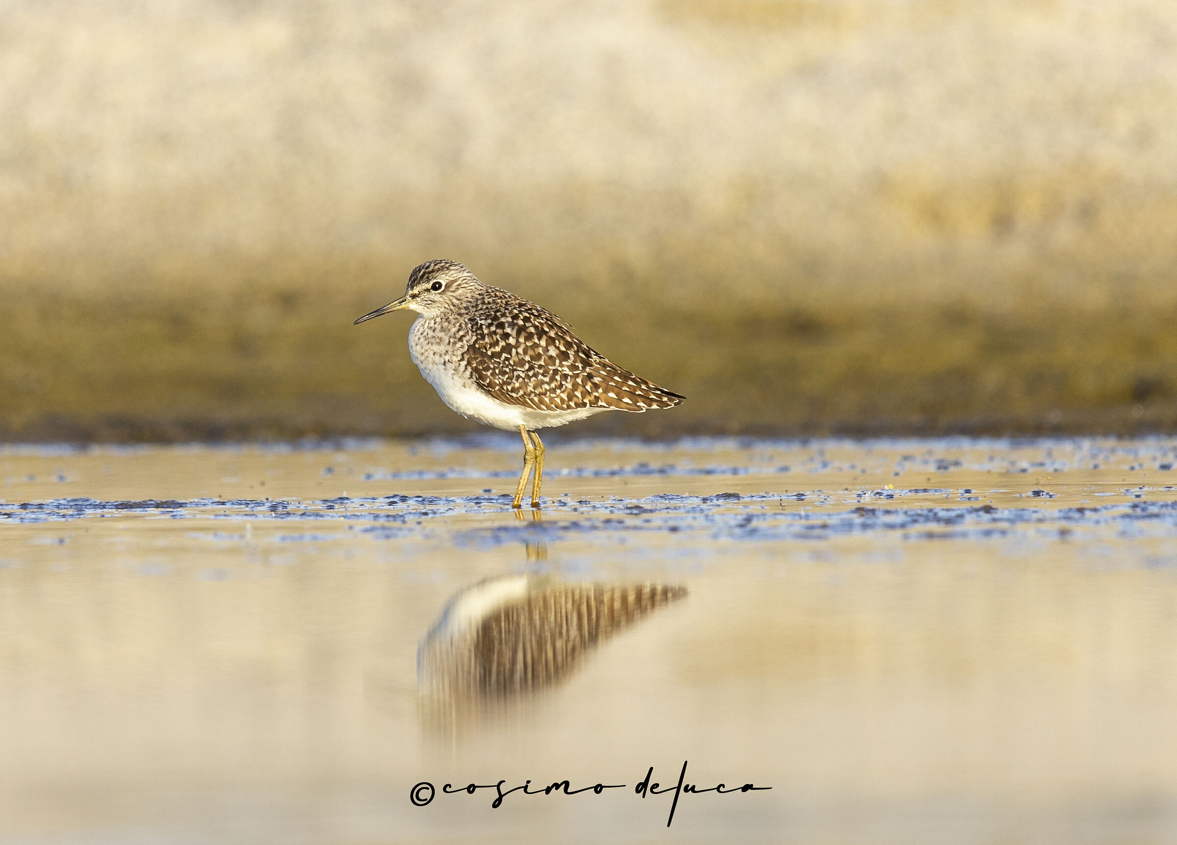 Piro piro boschereccio