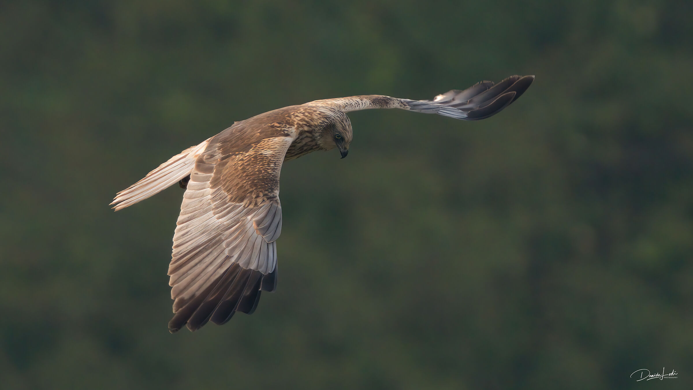 Marsh Harrier