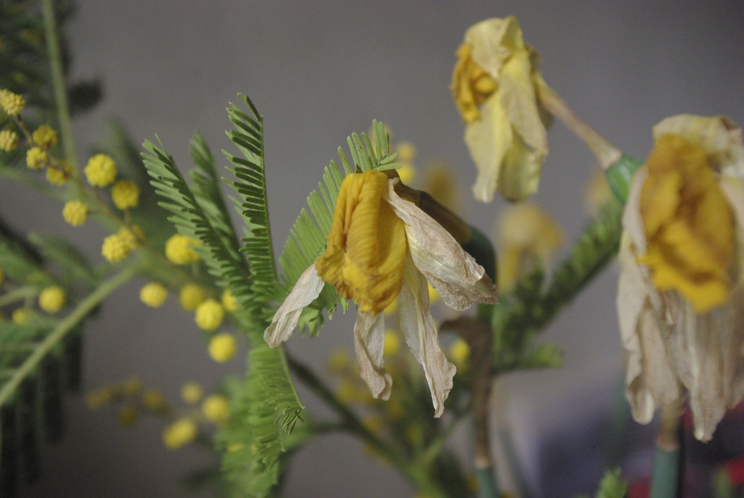 Stylish withered flowers