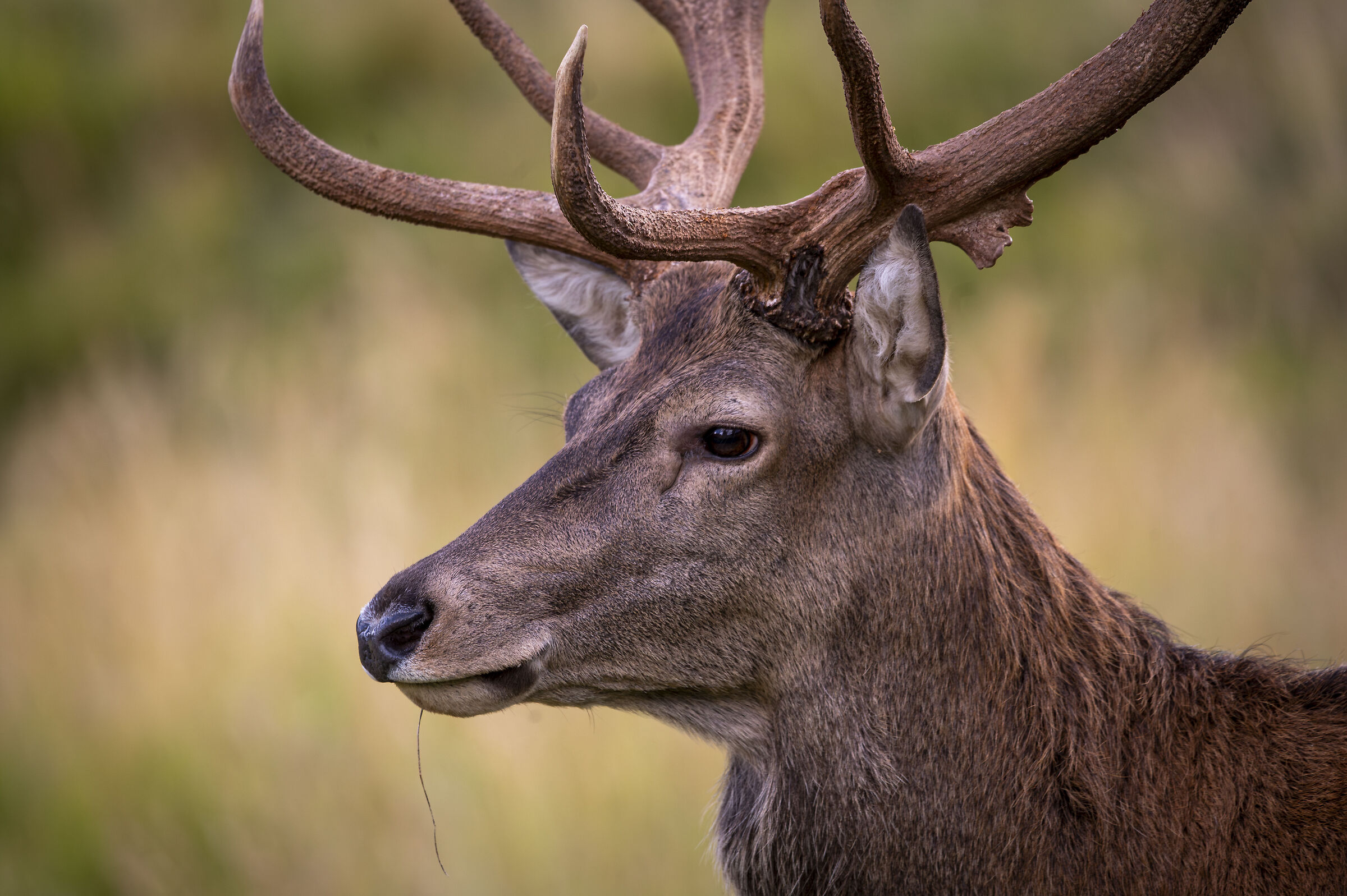 Deer
