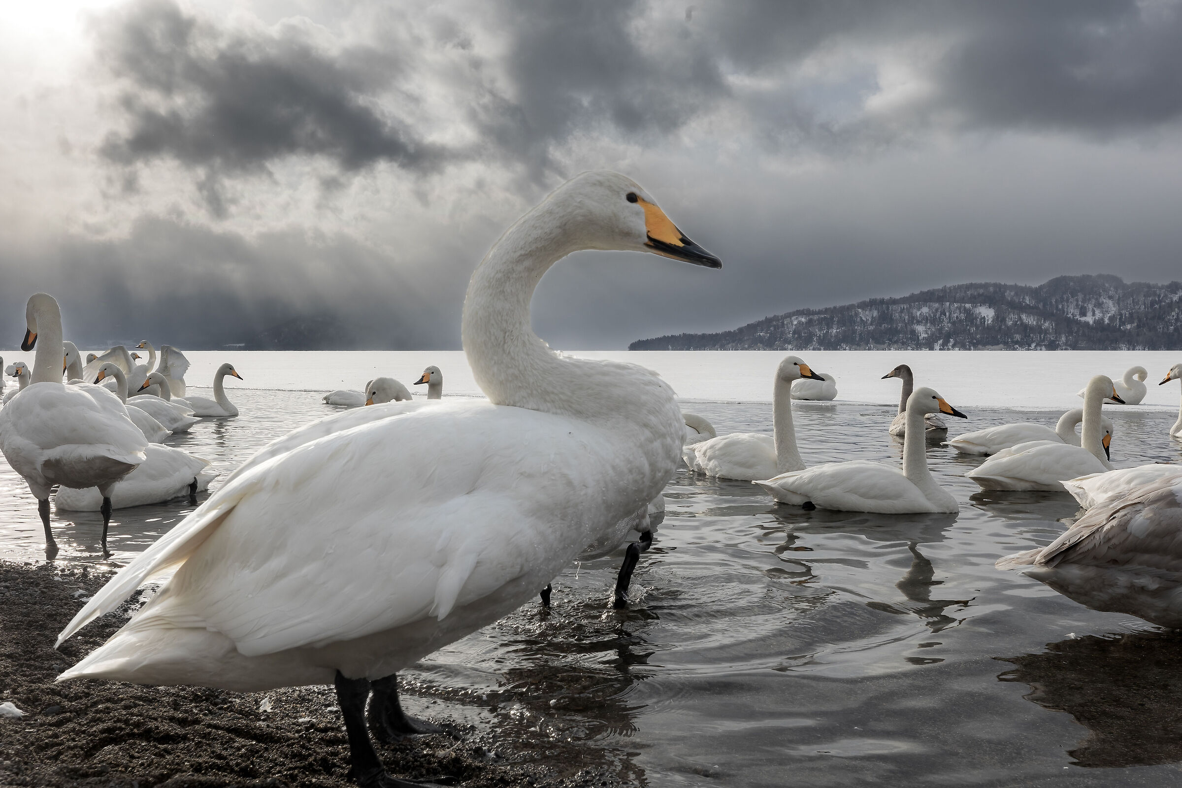 Whooper swan